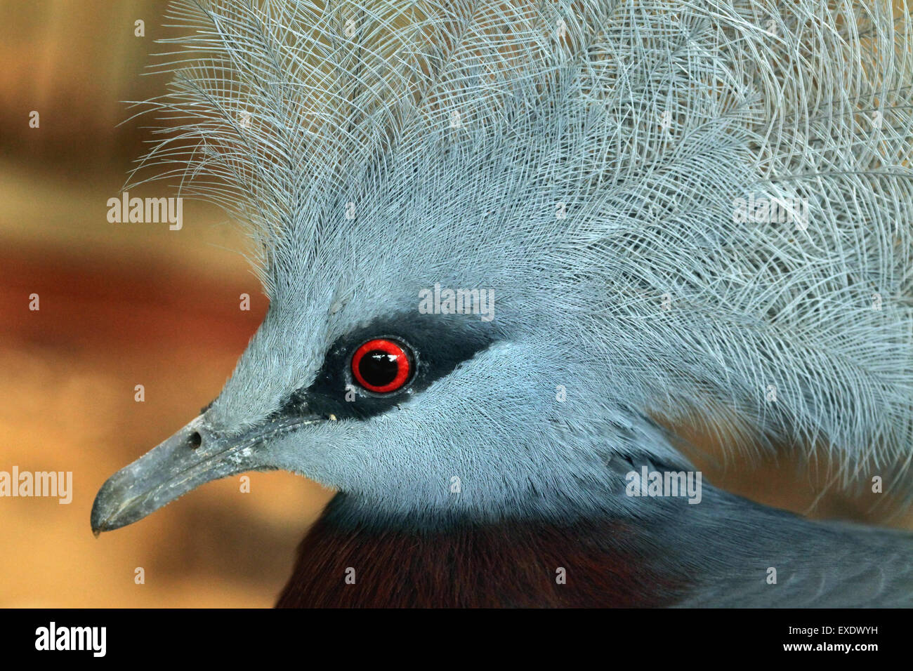 Southern crowned pigeon (Goura scheepmakeri) at Liberec Zoo in North Bohemia, Czech Republic. Stock Photo