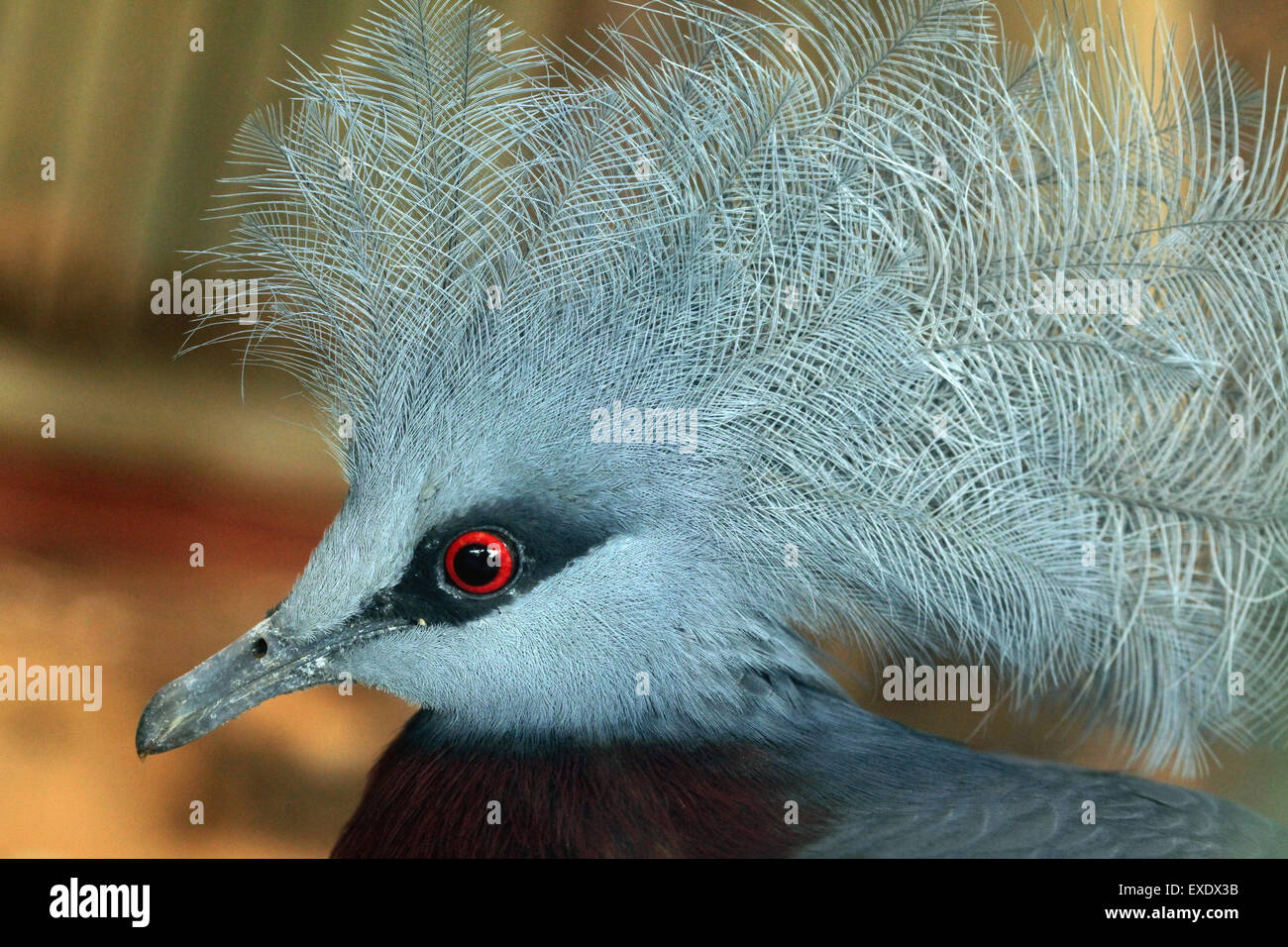 Southern crowned pigeon (Goura scheepmakeri) at Liberec Zoo in North Bohemia, Czech Republic. Stock Photo
