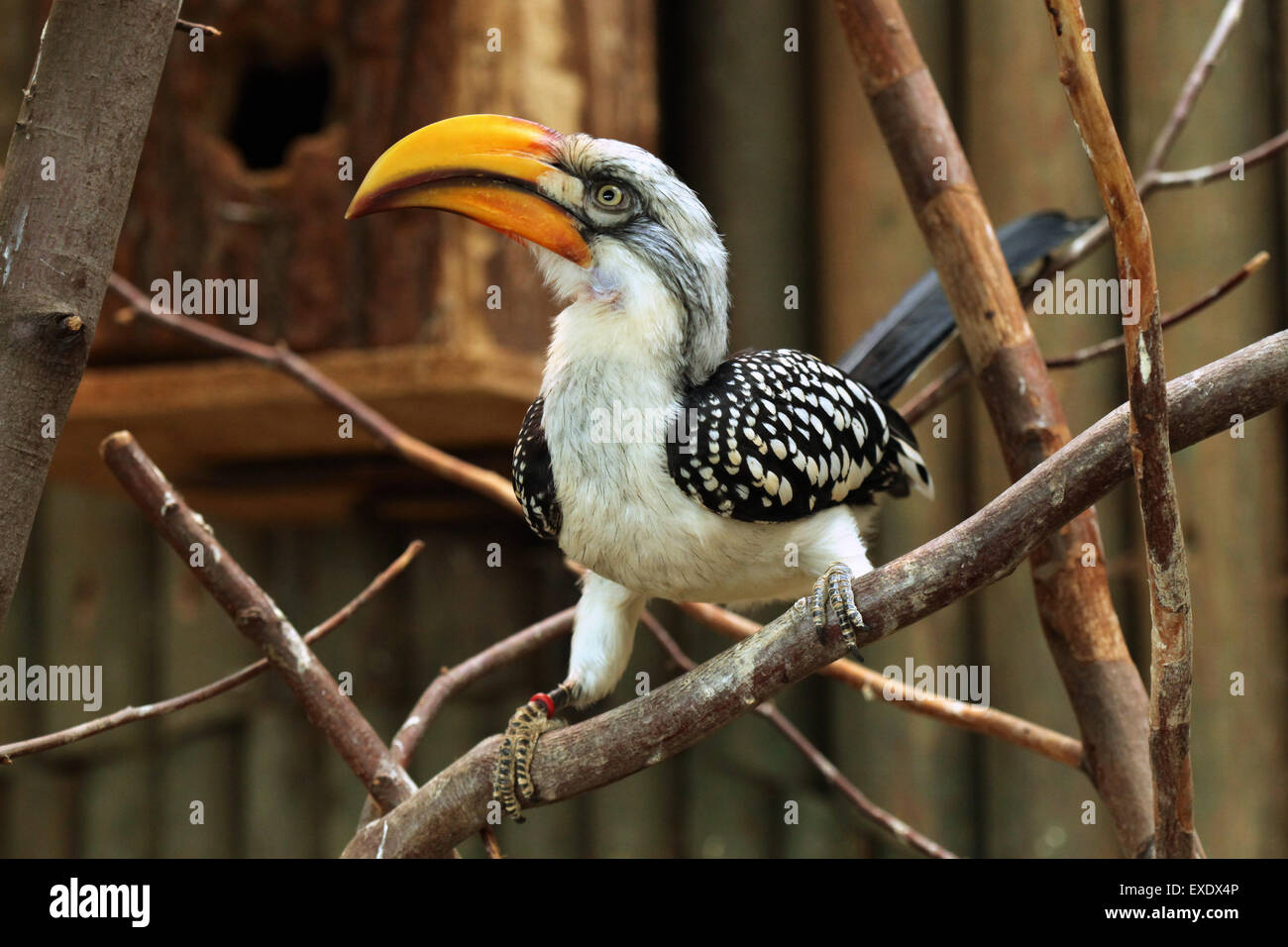 Eastern yellow-billed hornbill (Tockus flavirostris), also known as the northern yellow-billed hornbill at Liberec Zoo. Stock Photo