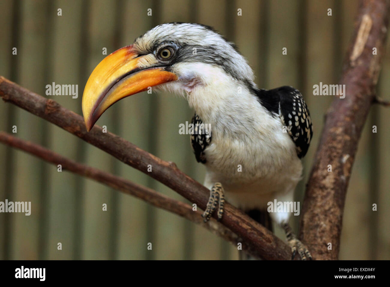 Eastern yellow-billed hornbill (Tockus flavirostris), also known as the northern yellow-billed hornbill at Liberec Zoo. Stock Photo