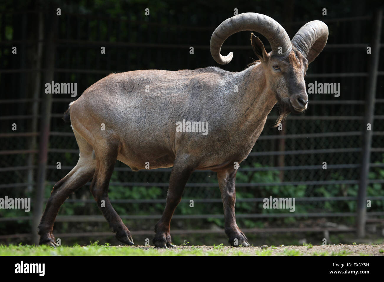 East Caucasian tur (Capra caucasica cylindricornis), also known as the ...