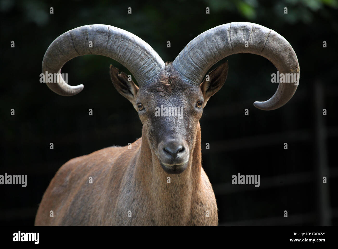 East Caucasian tur (Capra caucasica cylindricornis), also known as the ...