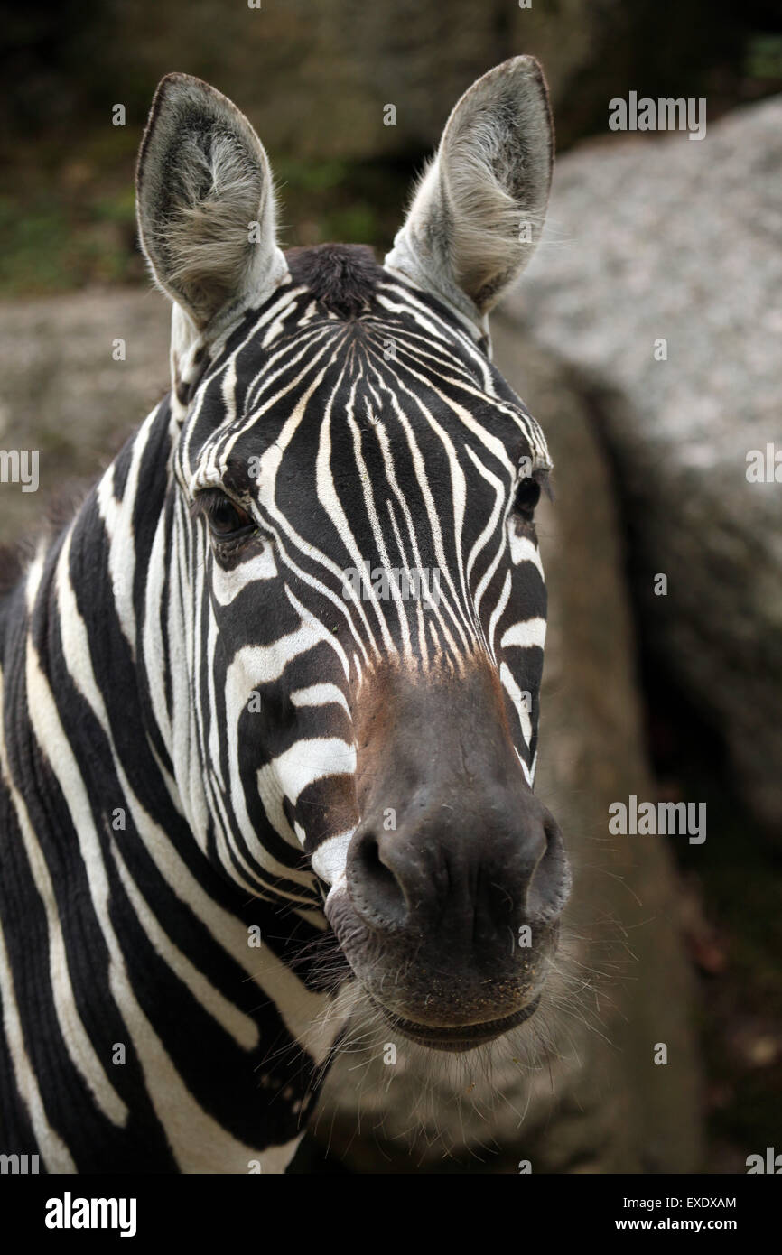 Maneless zebra (Equus quagga borensis) at Liberec Zoo in North Bohemia, Czech Republic. Stock Photo