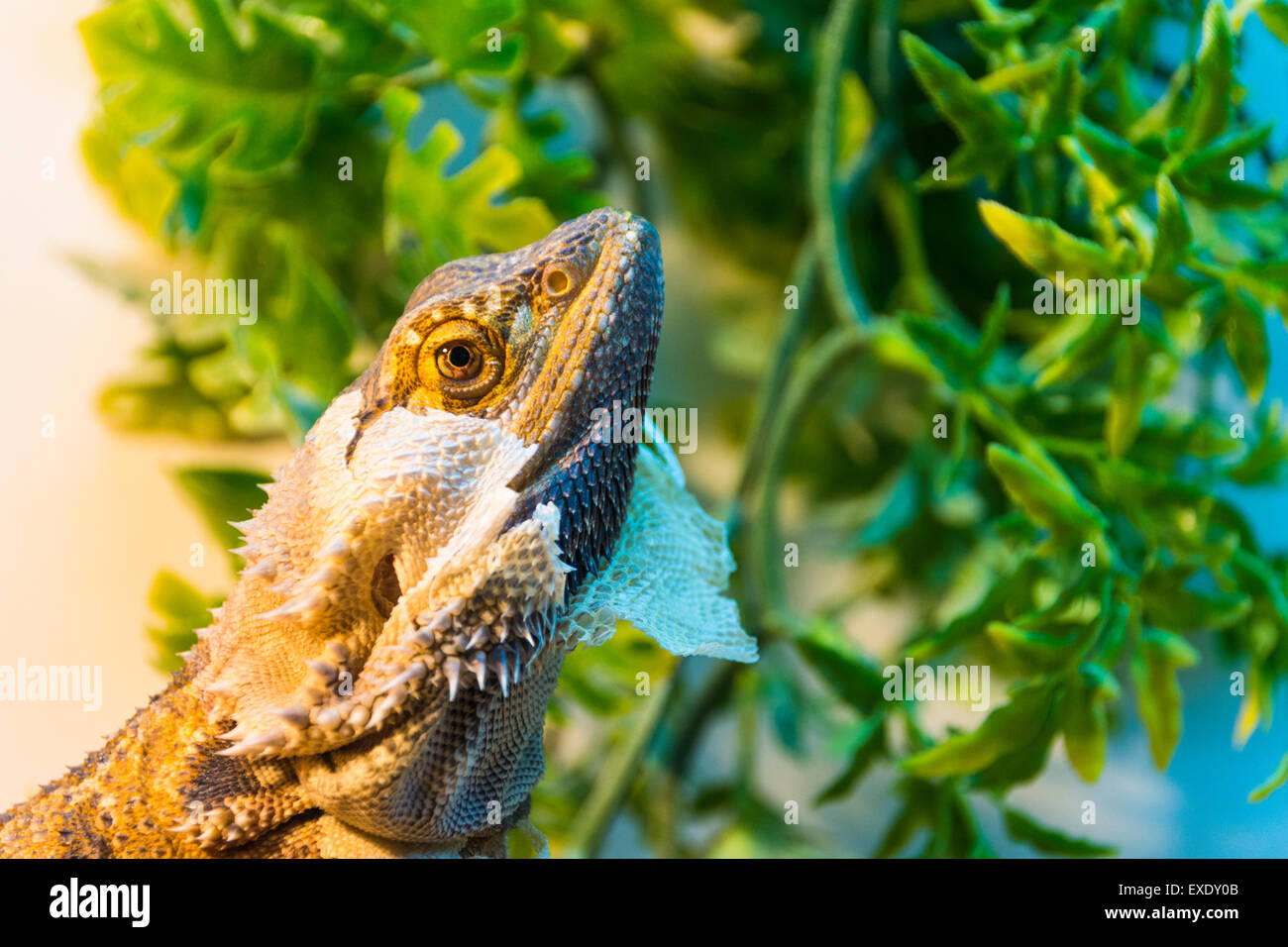 Head of a shedding Bearded Dragon Stock Photo Alamy