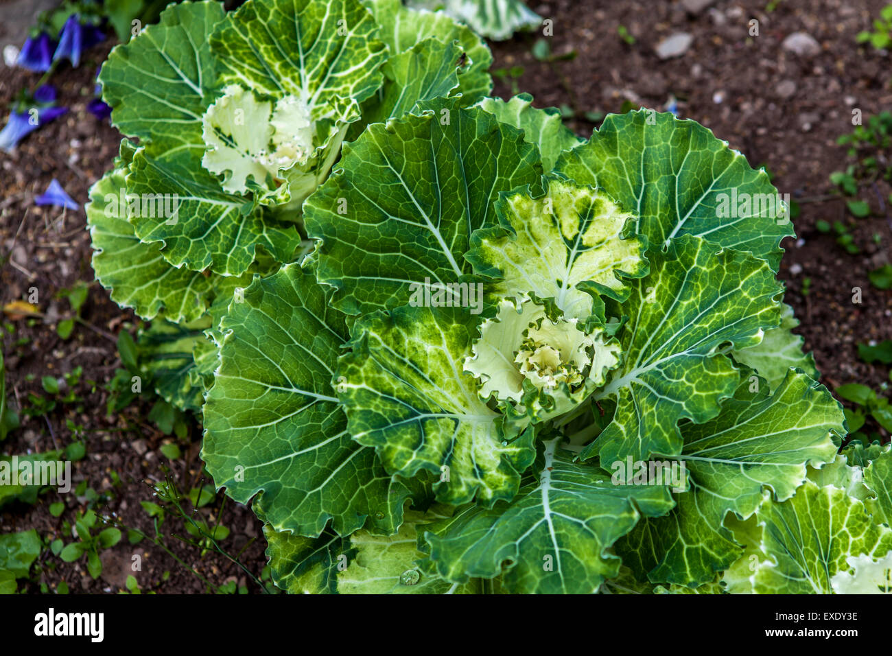 Lettuce Stock Photo