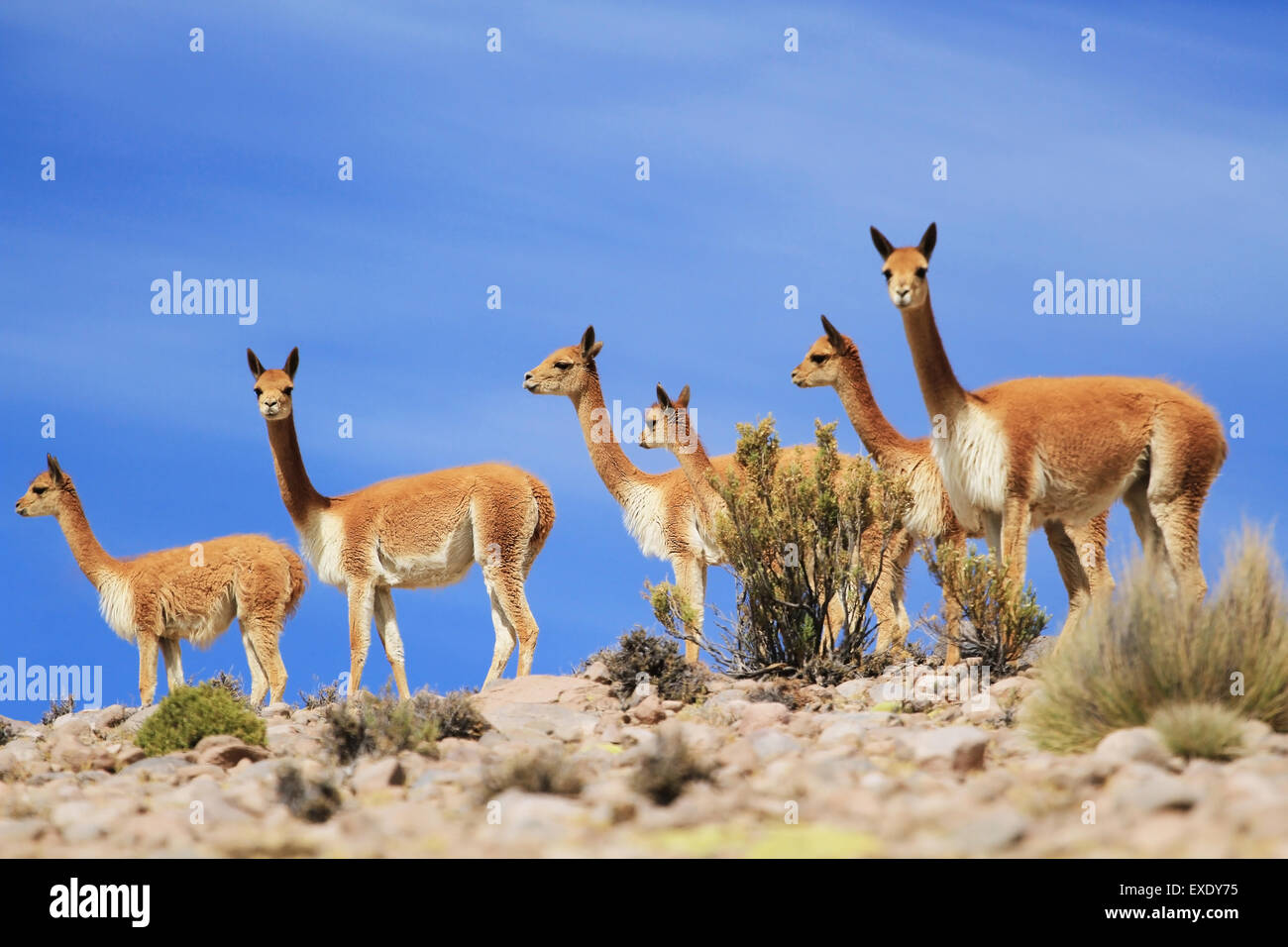 Vicunas Stock Photo