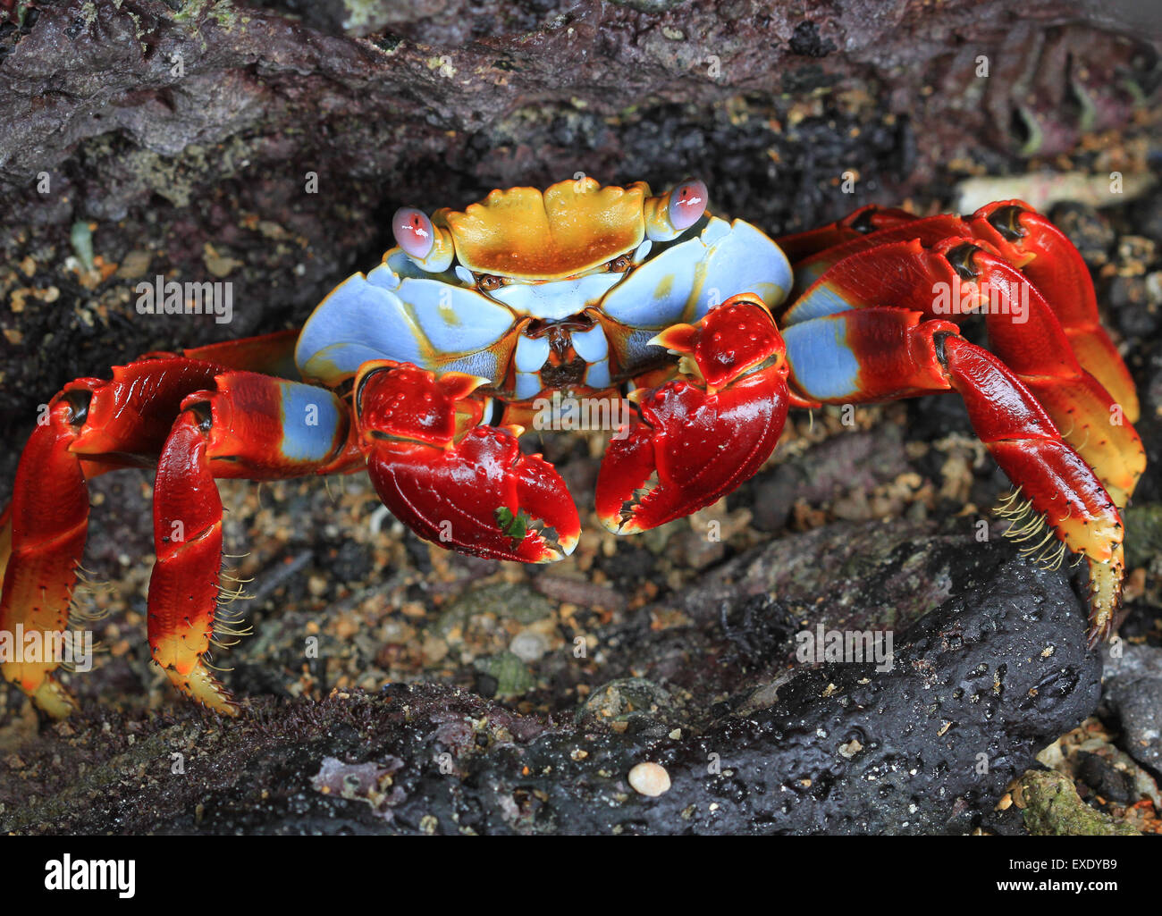 Sally lightfoot crab Crab on a rock Stock Photo