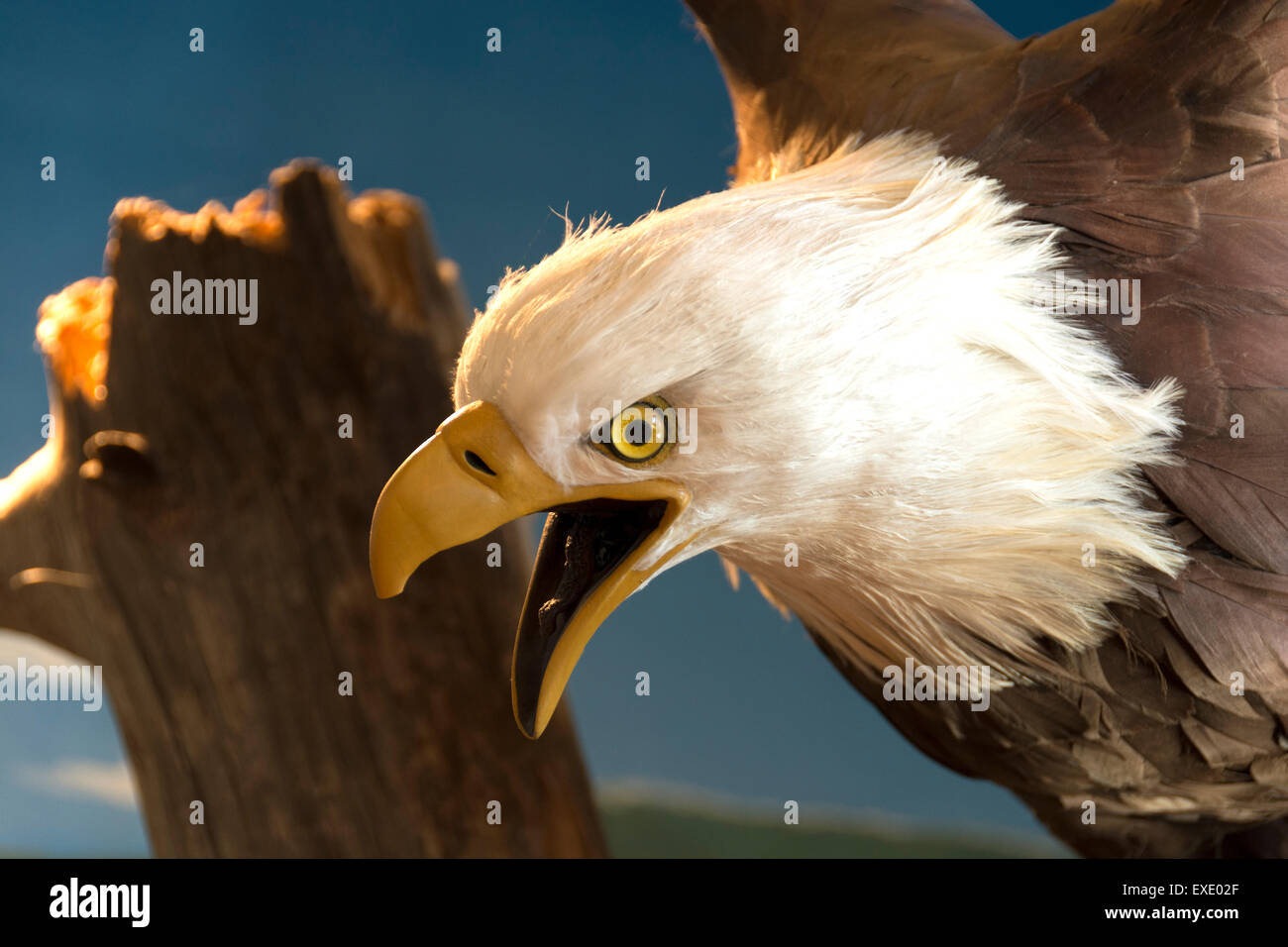 A stuffed Bald Eagle in a museum in the city of Big Bear, California