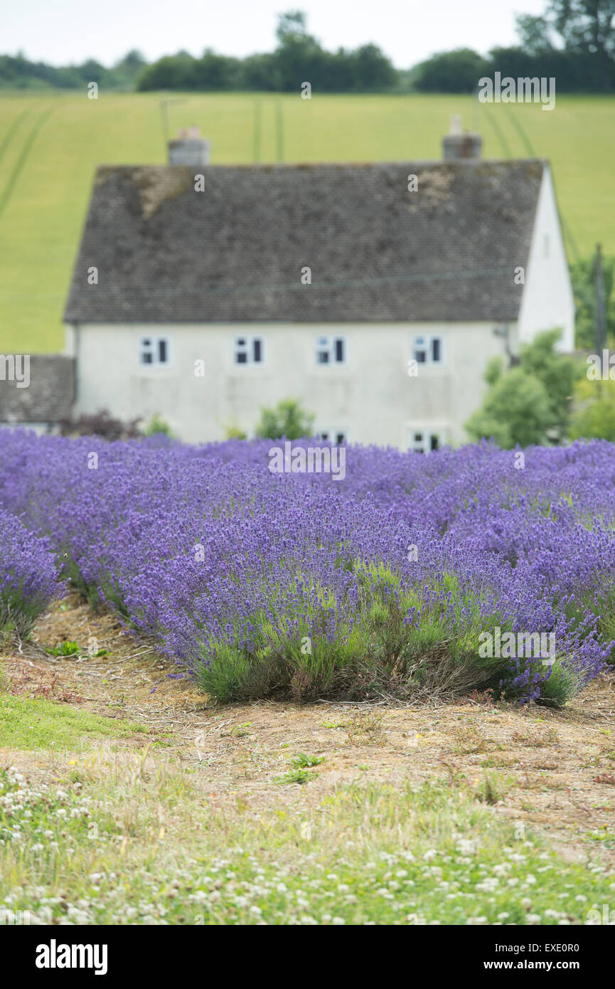 Fields of lavender at Snowshill farm Gloucestershire England Stock Photo
