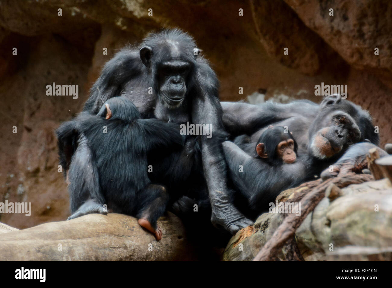 Black Chimpanzee Mammal Ape Stock Photo - Alamy