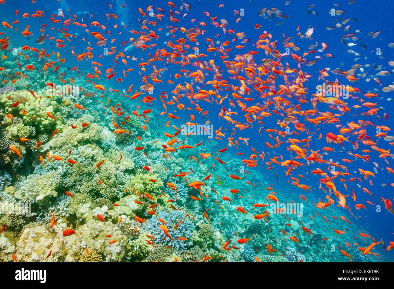 Underwater picture, shoal of fish over the coral reef in Red Sea, Egypt Stock Photo