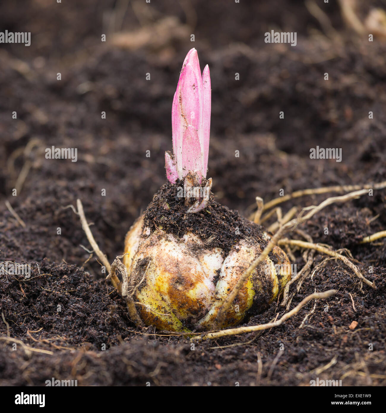 Closeup Flower bulb with sprouting purple lily Stock Photo
