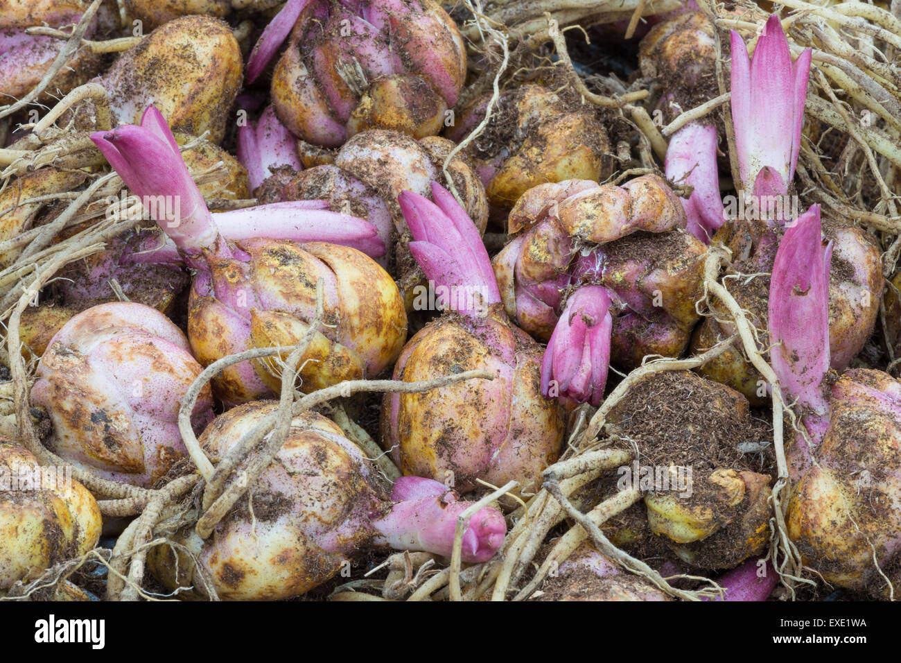 Background of several Flower bulbs with sprouting purple lily Stock Photo