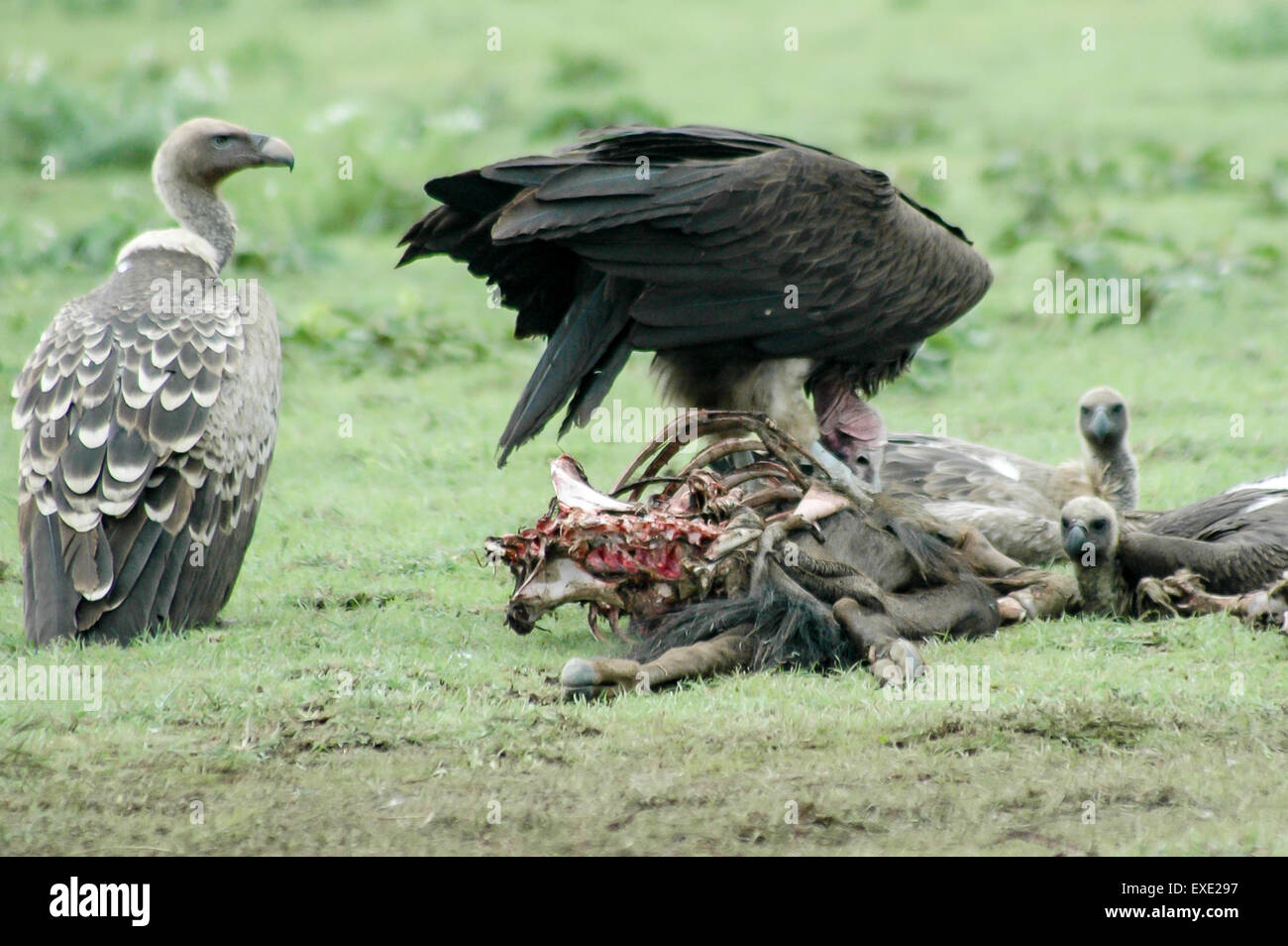 Group of Vultures eating in bush, Tanzania Stock Photo - Alamy, image size:1300x954
