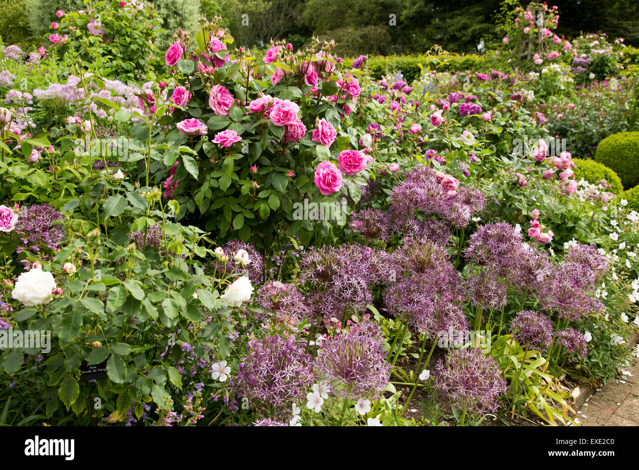 Roses flowering in Wyken Hall gardens, Suffolk, England, UK Stock Photo ...
