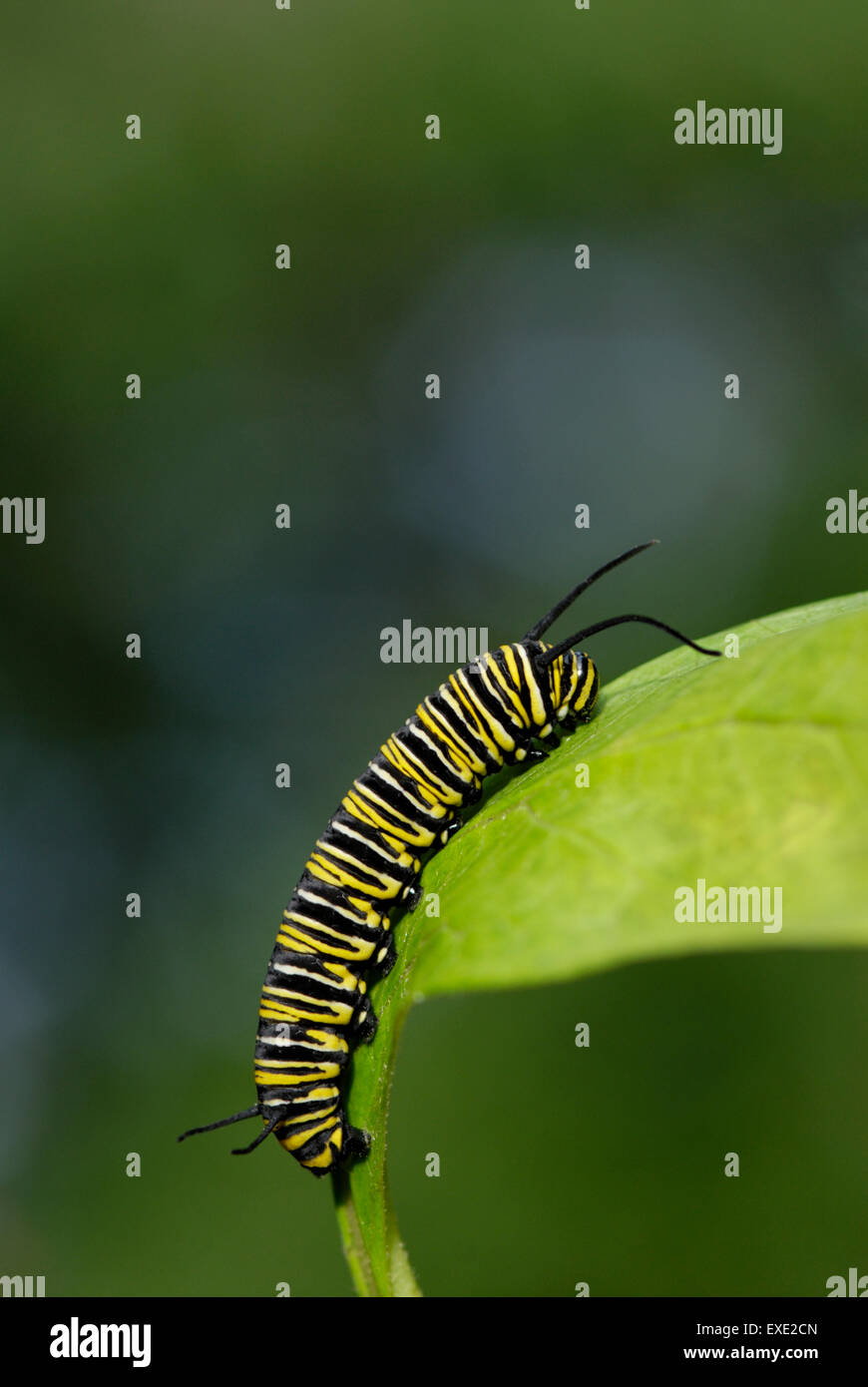 Monarch butterfly, Danaus plexippus, caterpillar on a milkweed, Asclepias sp., leaf Stock Photo