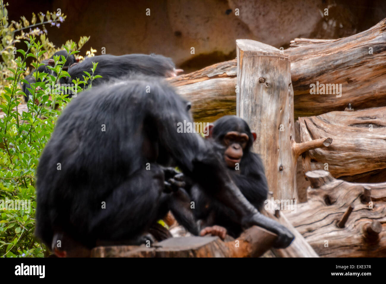 Black Chimpanzee Mammal Ape Stock Photo - Alamy