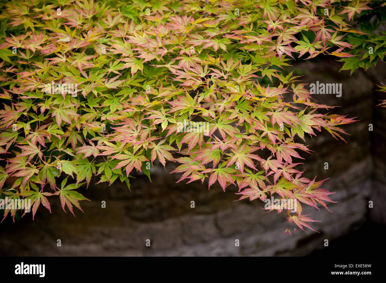 Girasol, Japanese maple or smooth Japanese maple, Acer palmatum Stock Photo