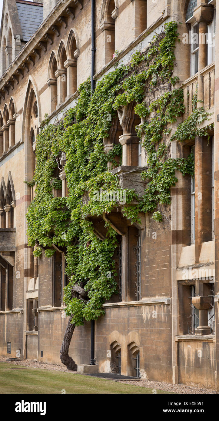 Climbing shrub covering an Oxford stone college, probably Parthenocissus sp Stock Photo