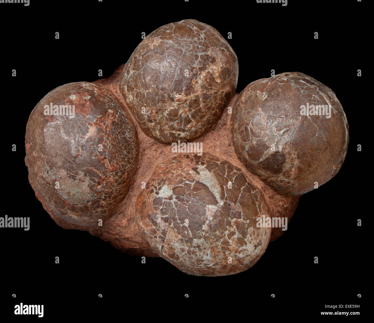 Sauropod fossilized dinosaur eggs in stone matrix, from China Stock Photo