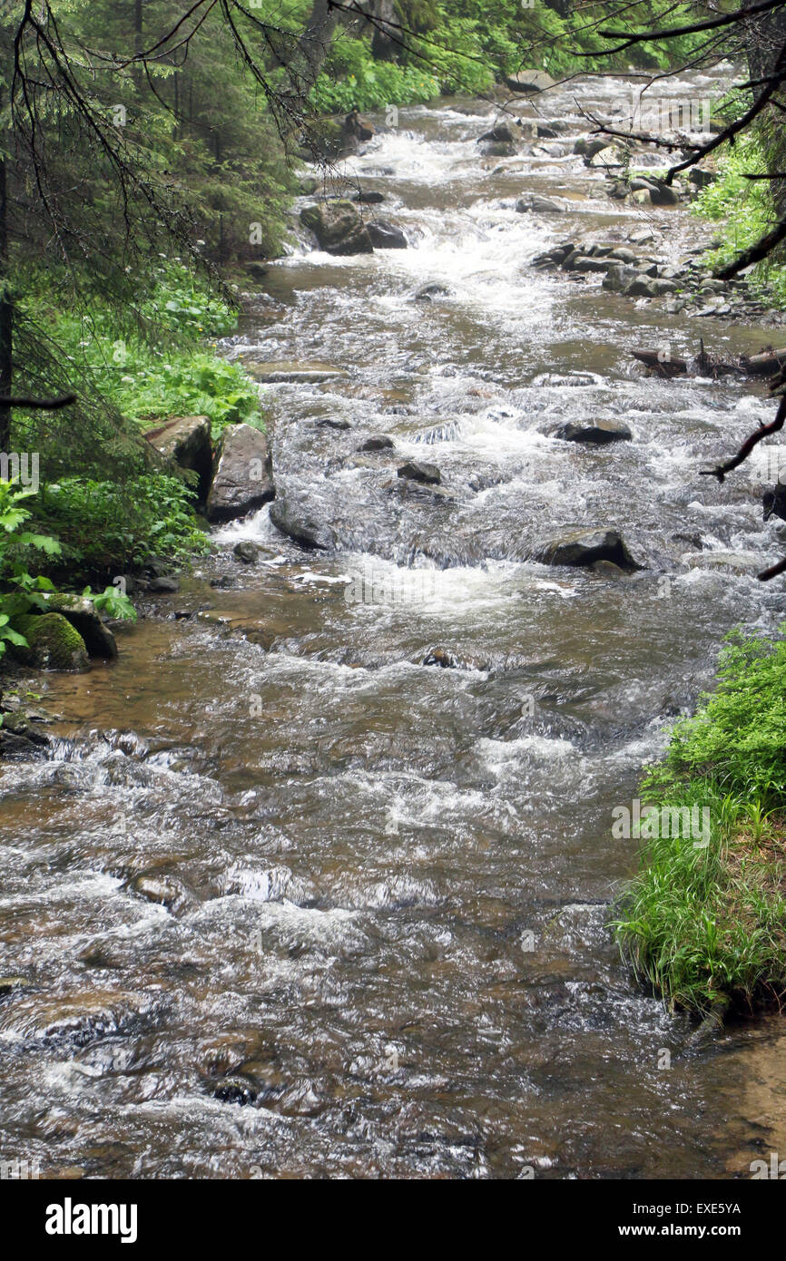 The forest Carpathian Mountain river Prut, which originates on Mount Hoverla Stock Photo