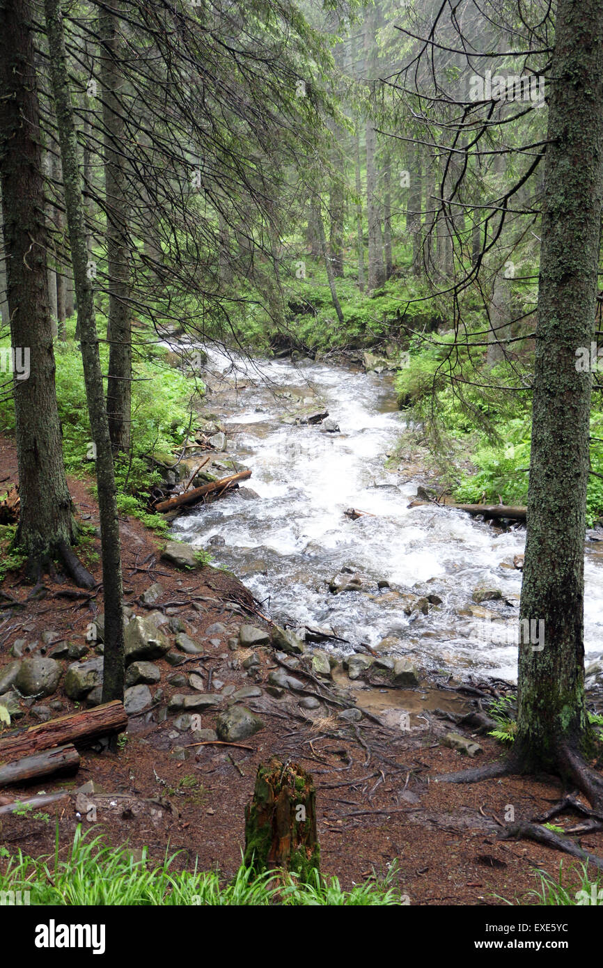 The forest Carpathian Mountain river Prut, which beginning run on Mount Hoverla Stock Photo
