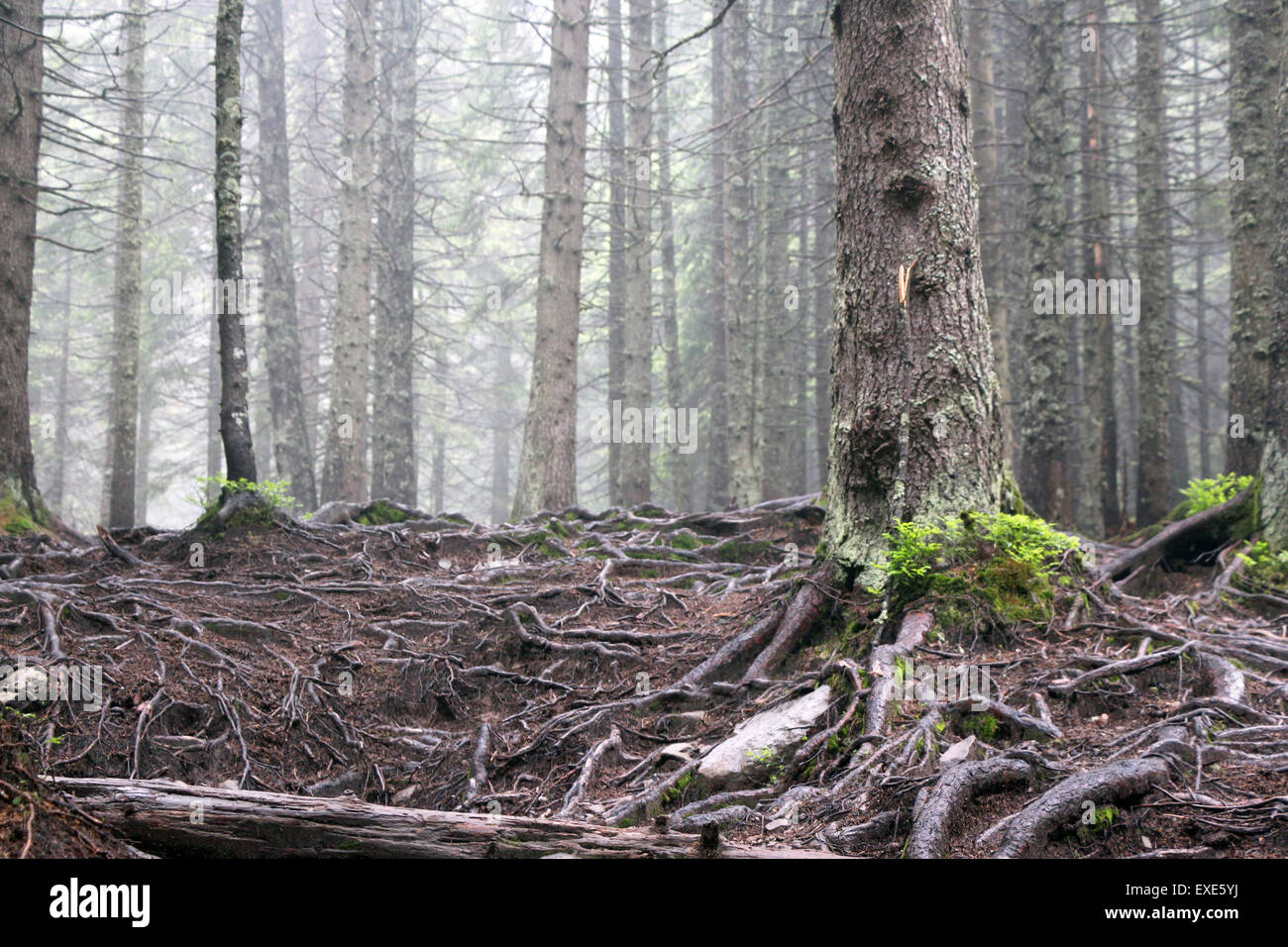 The forest tree roots in the Carpathian Mountain Stock Photo - Alamy