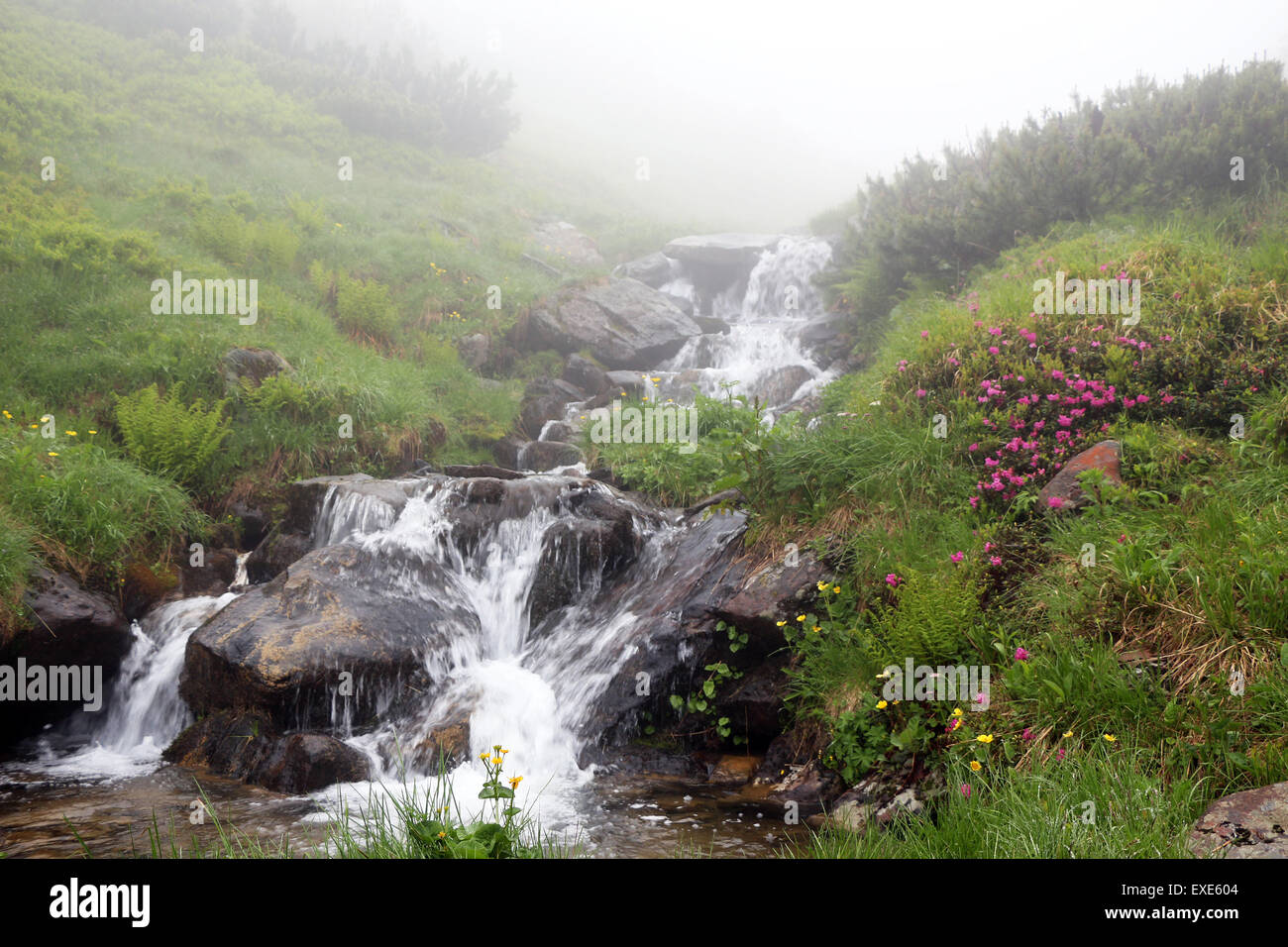 The Carpathian Mountain river Prut, which beginning run on Mount Hoverla Stock Photo