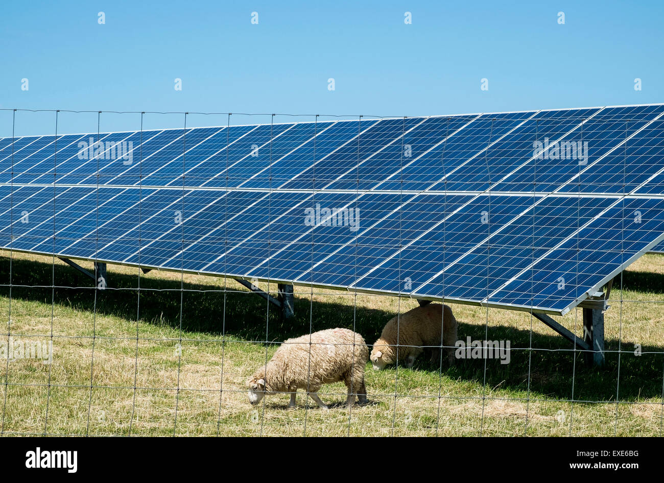 Sheep grazing on a Solar Energy Farm in Cornwall, UK Stock Photo