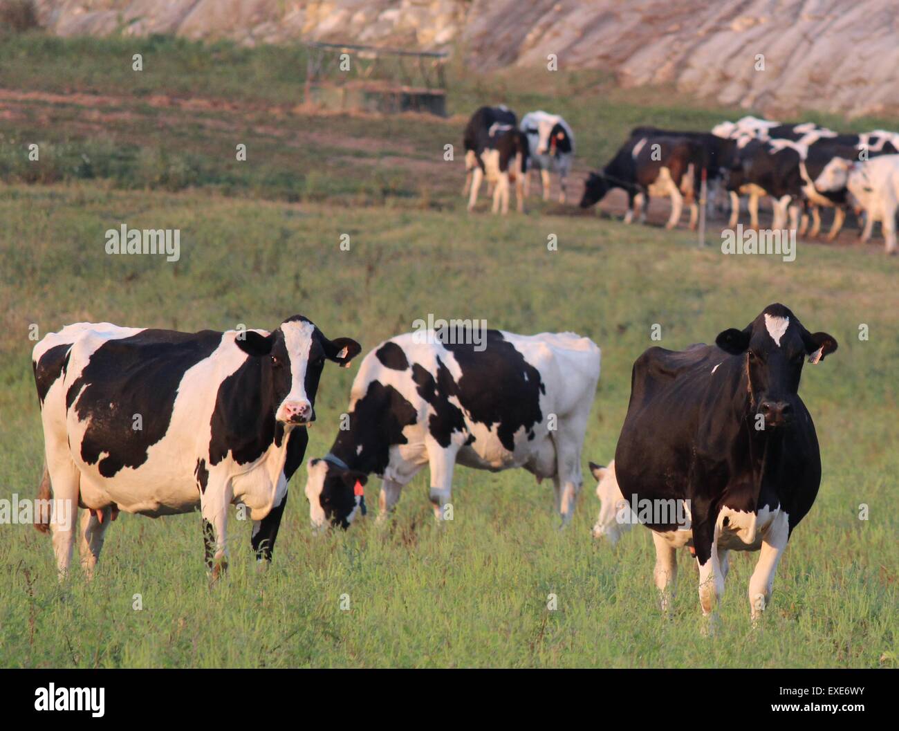 Cows grazing near Richland Center, Wisconsin, USA Stock Photo