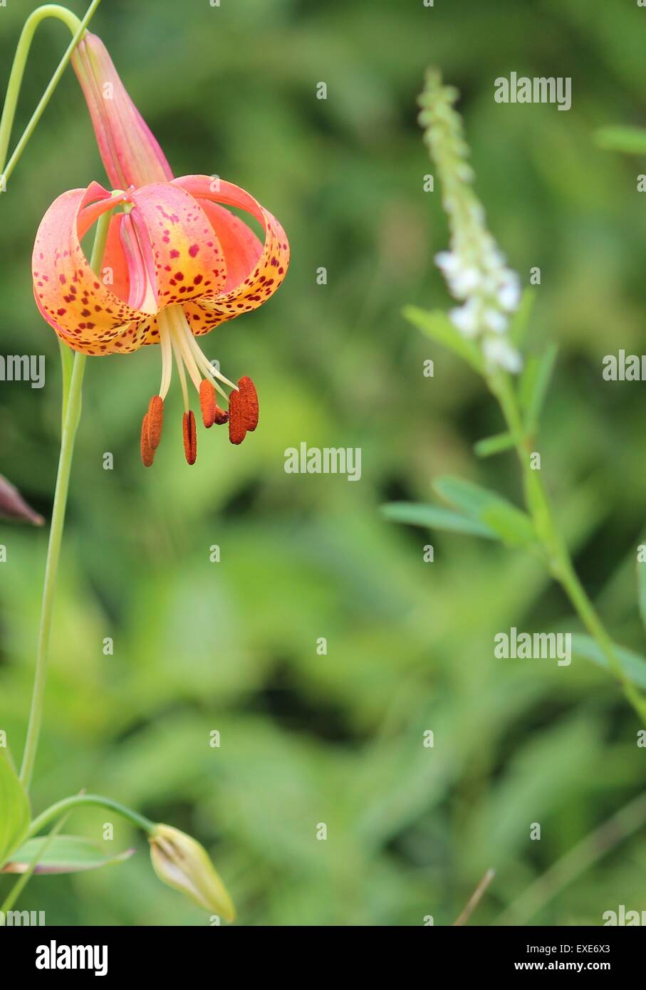 Tiger lily lilium tigrinum hires stock photography and images Alamy