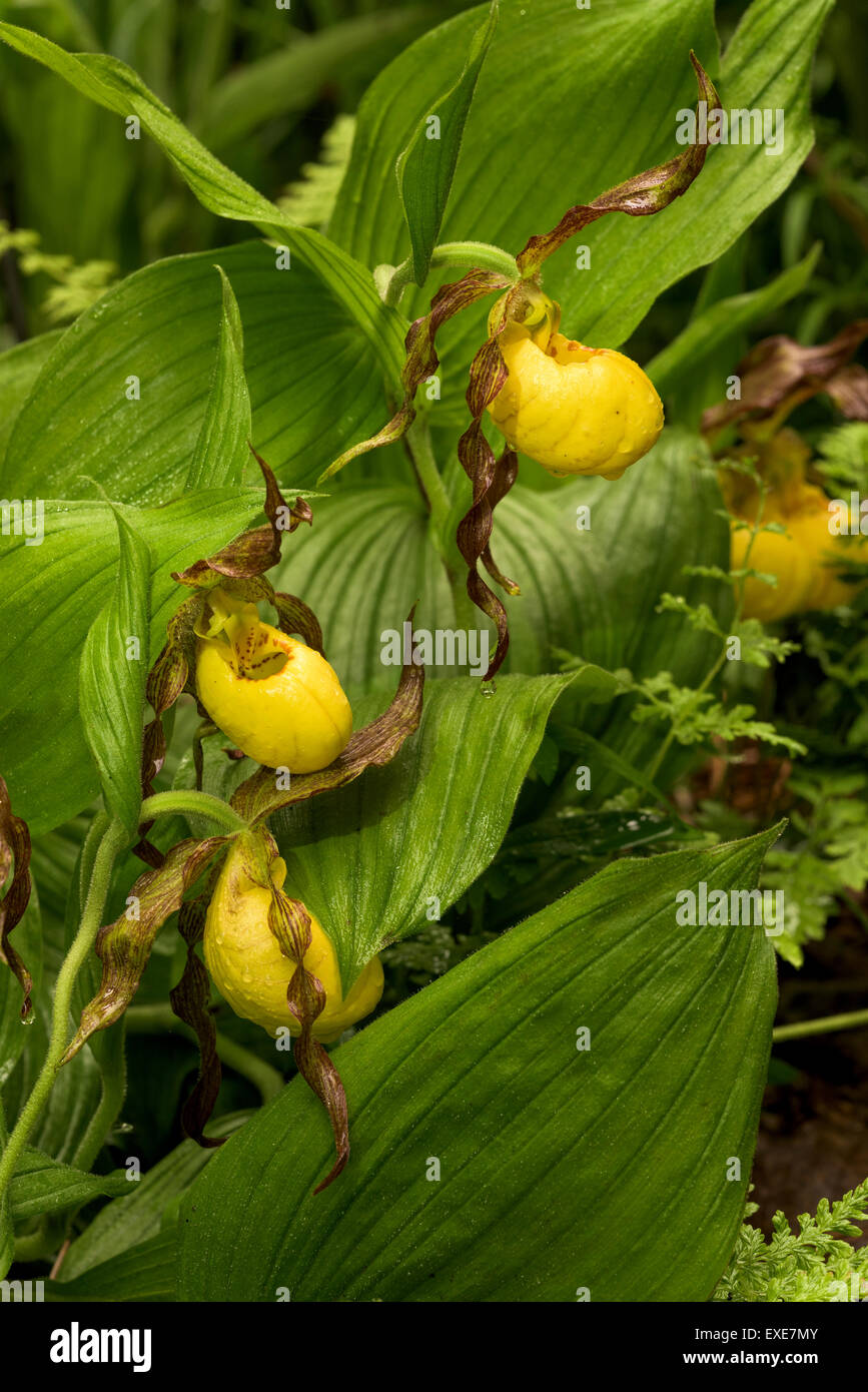 Greater Yellow Lady's-slipper (Cypripedium parviflorum var. pubescens) orchid flower. Also known as a moccasin flower. Stock Photo