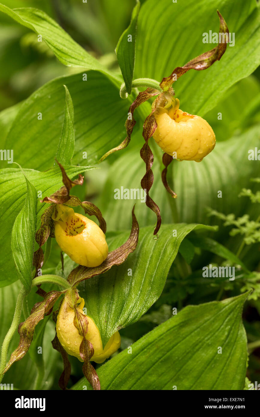 Greater Yellow Lady's-slipper (Cypripedium parviflorum var. pubescens) orchid flower. Also known as a moccasin flower. Stock Photo