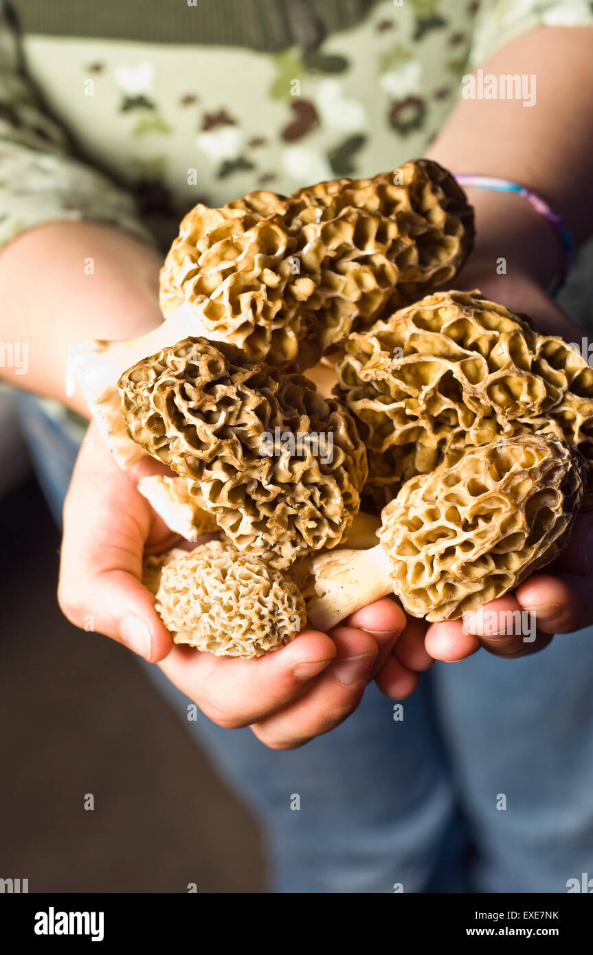 A handful of freshly picked morel mushrooms held by female child