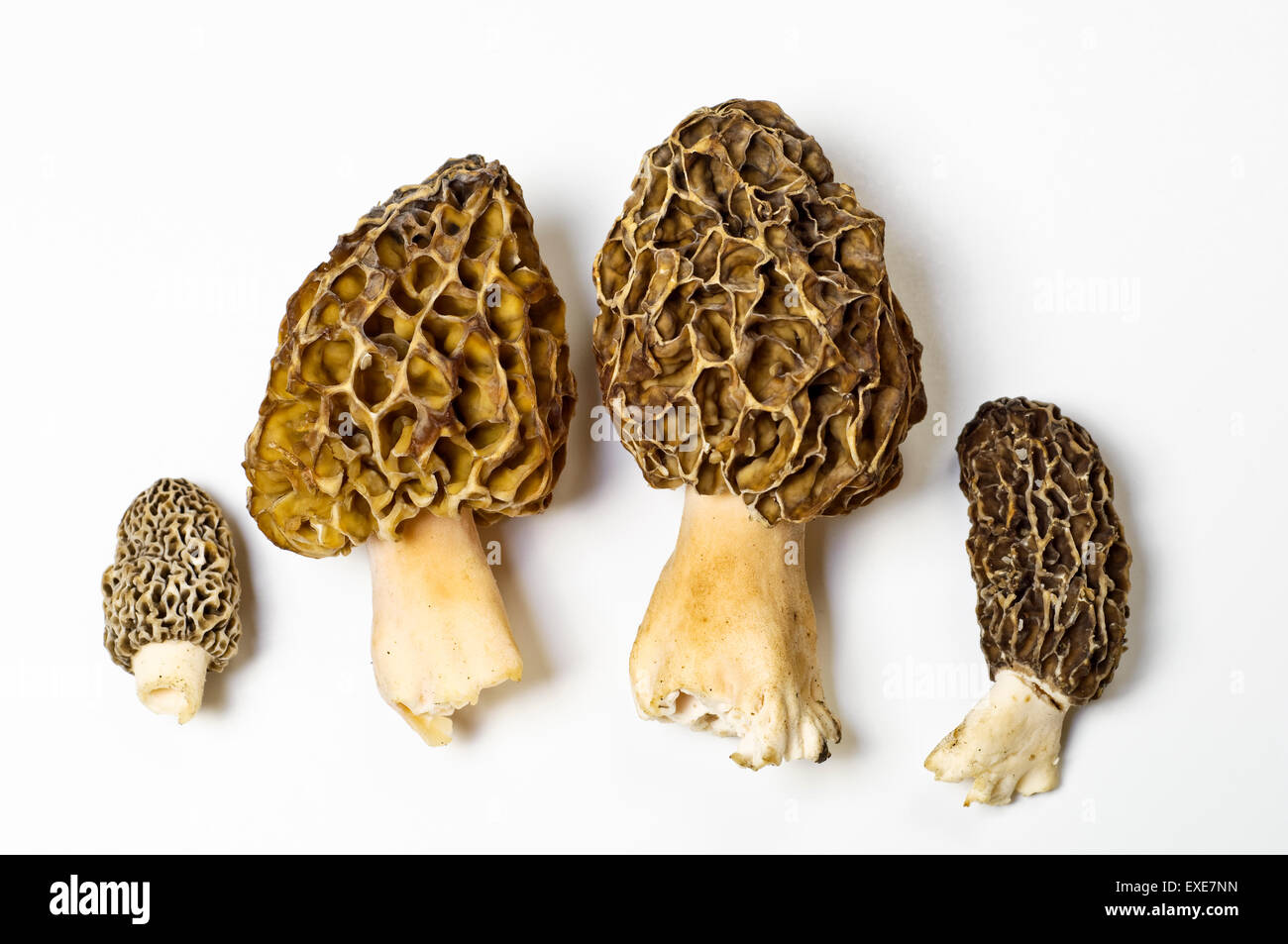 Freshly picked morel mushrooms on white background. Morchella, the true