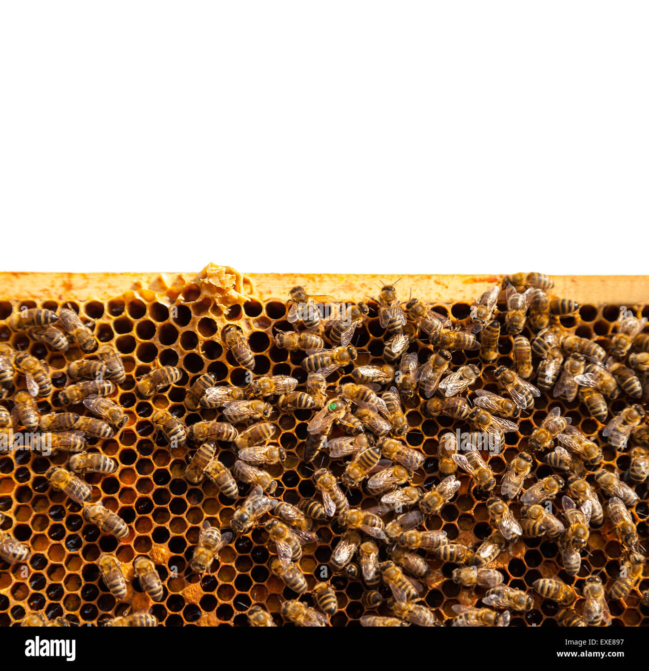 Honeycomb close up isolated hi-res stock photography and images - Alamy