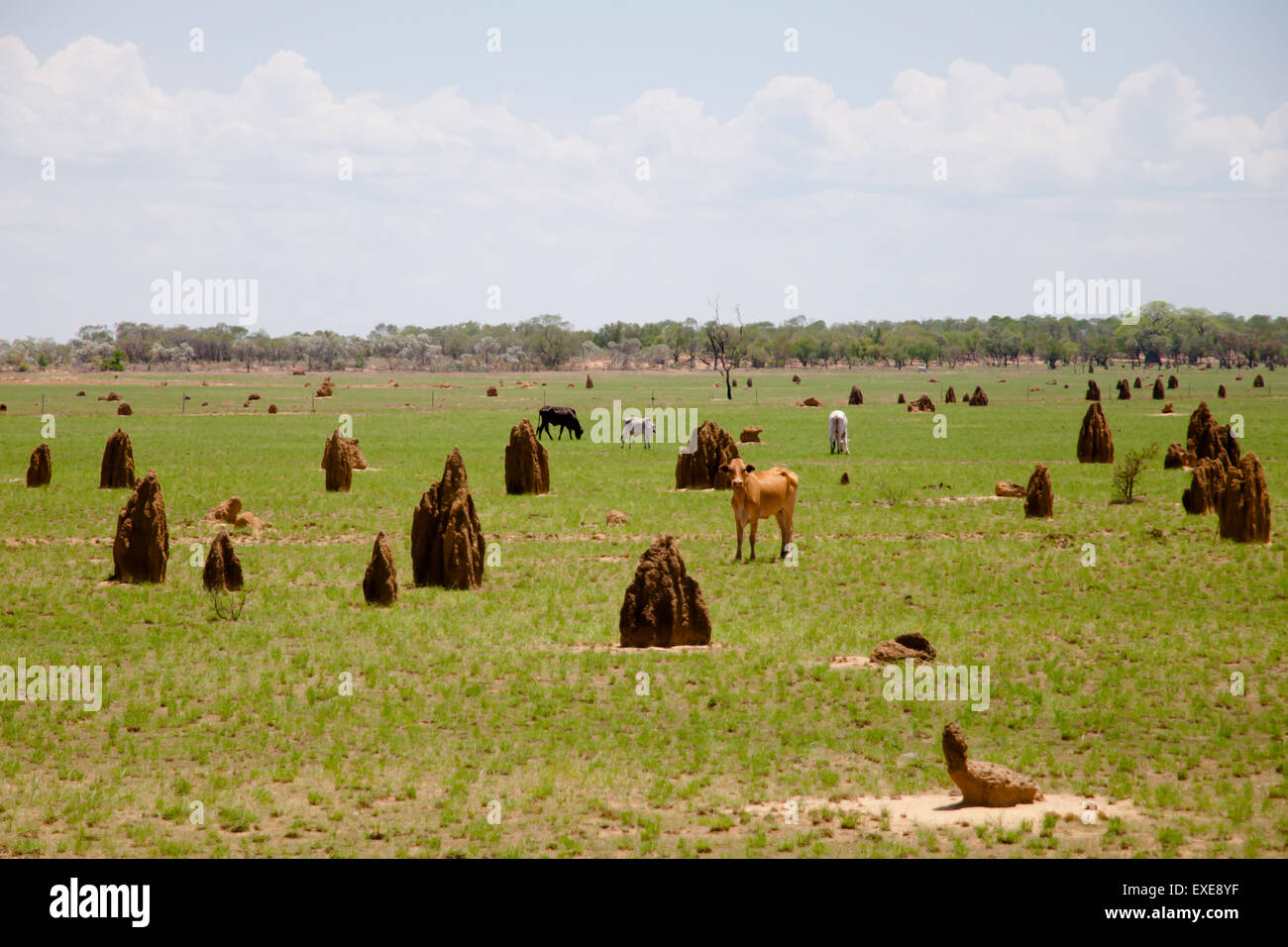 Termite Mounds Australia Stock Photo Alamy