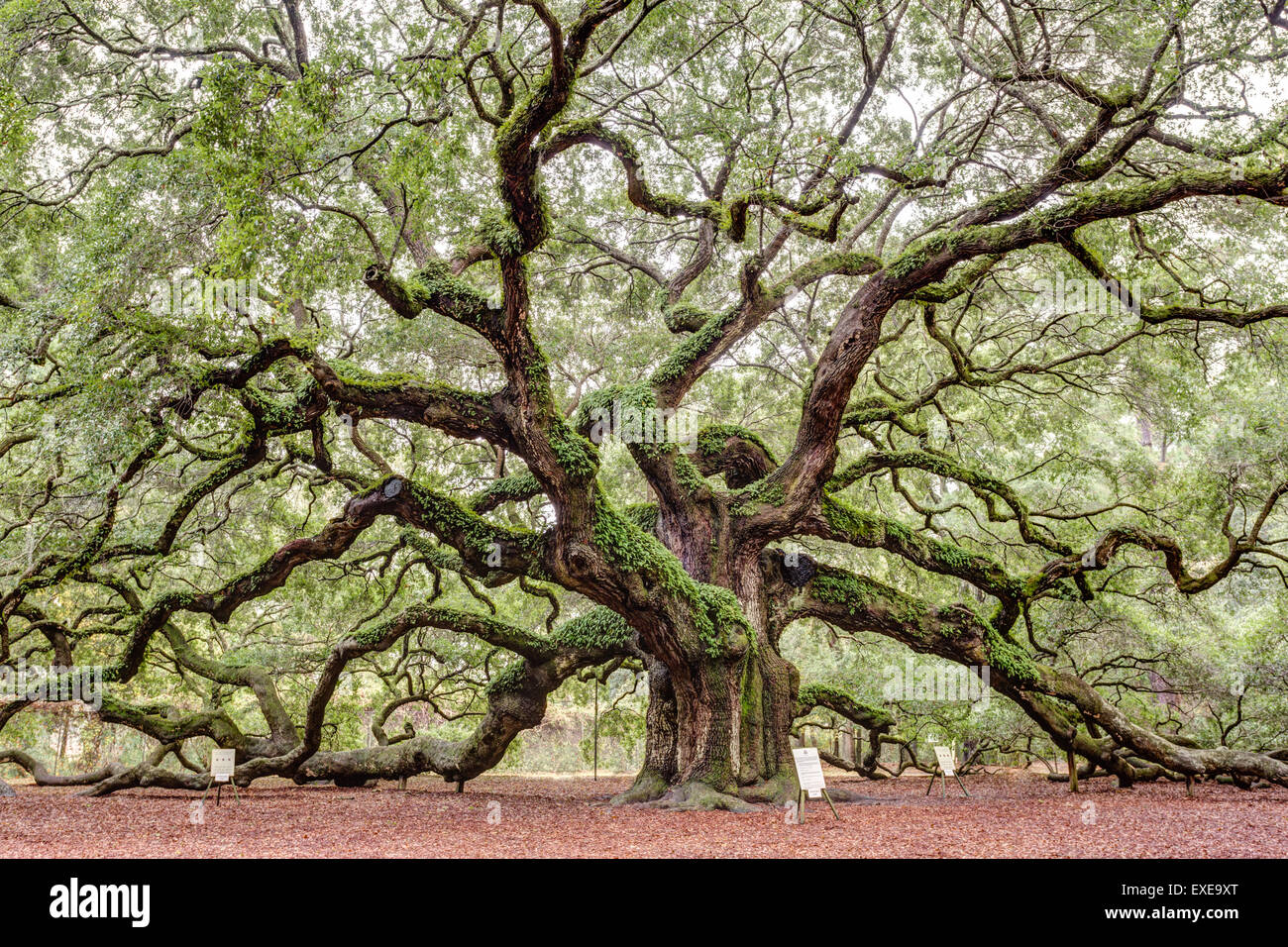 Angel Oak Tree on Johns Island in South Carolina. Stock Photo