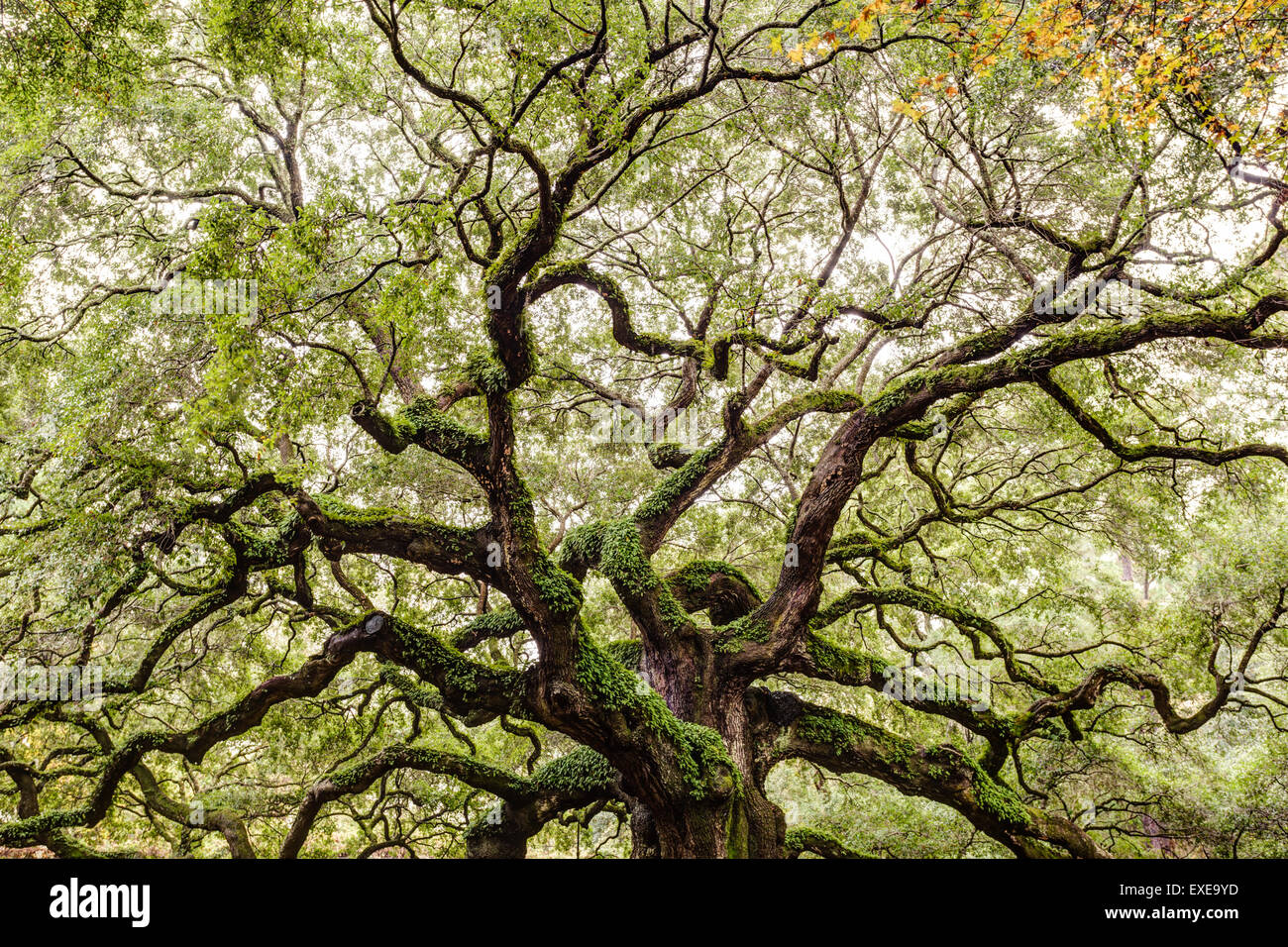 Angel Oak Tree Canopy on Johns Island in South Carolina. Stock Photo