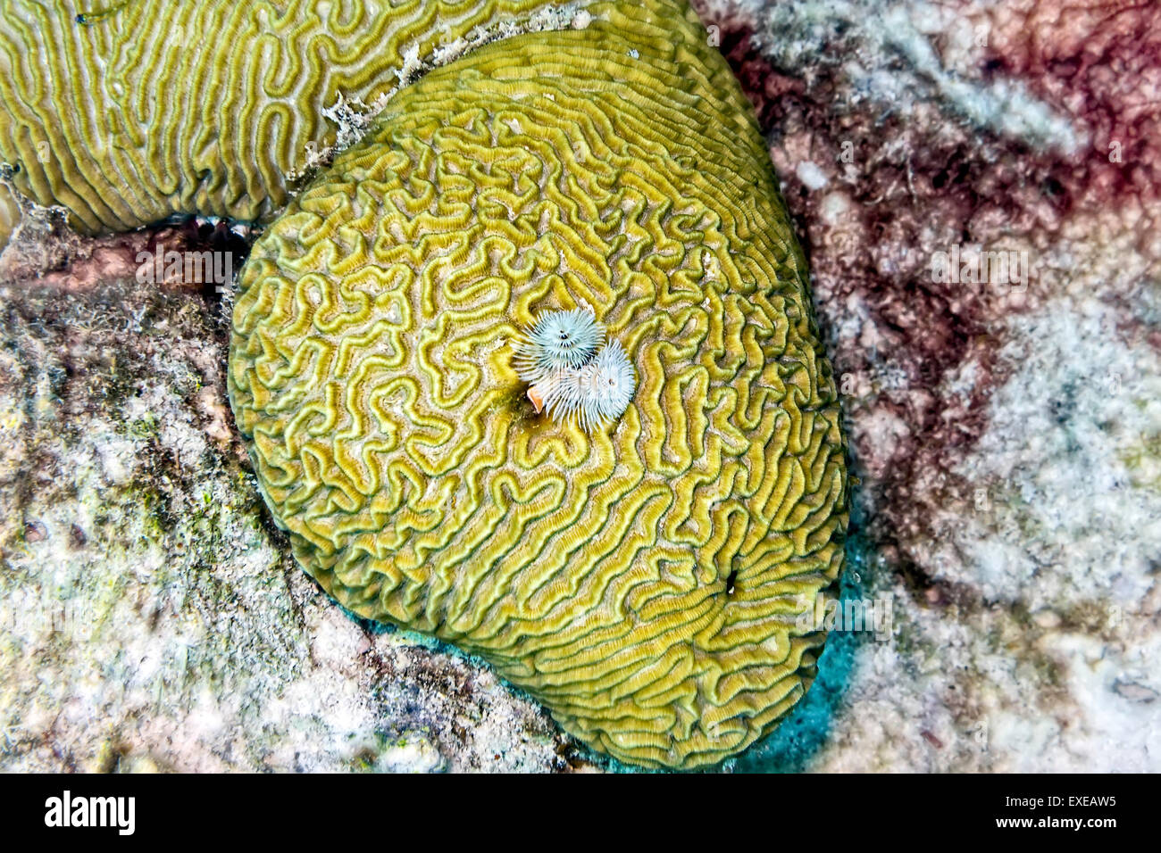 Christmas Tree Worm on Grooved Brain Coral at Sharon's Serenity in Klein Bonaire, Bonaire Stock Photo
