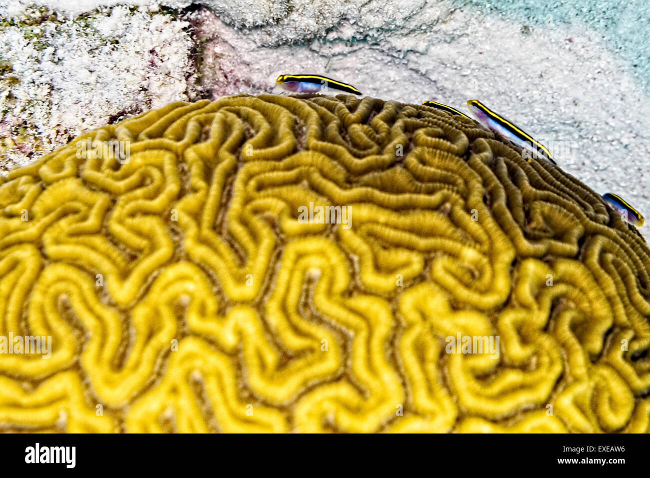 Colin's Cleaning Gobies on a Grooved Brain Coral at Sharon's Serenity in Klein Bonaire, Bonaire Stock Photo