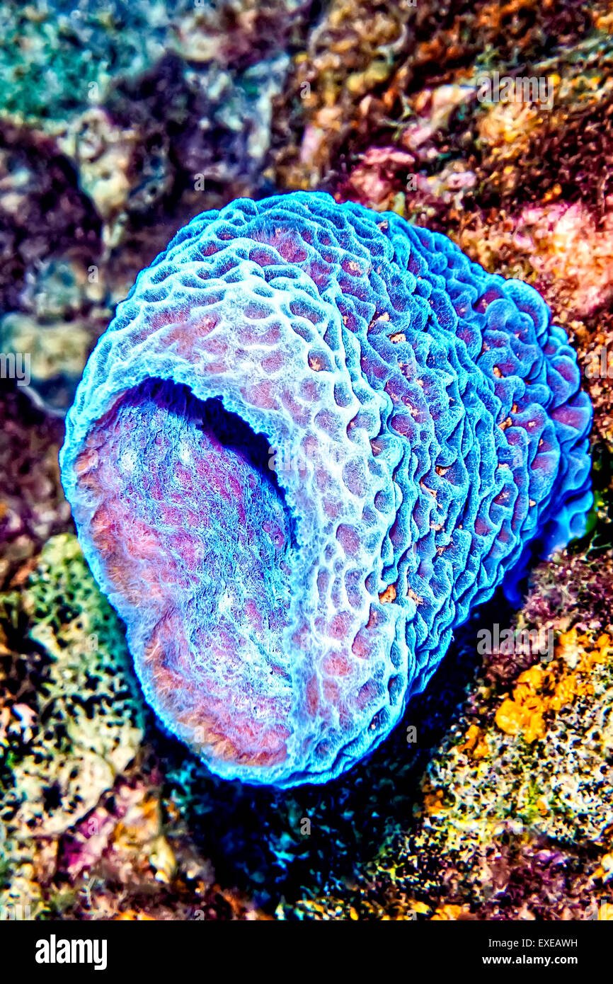 Vase sponge hires stock photography and images Alamy