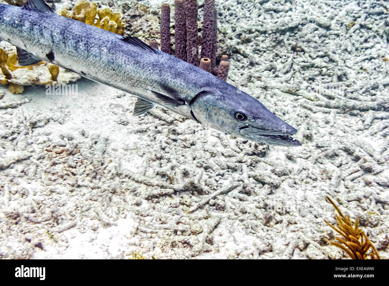Great Barracuda on a Cleaning Station at Sharon's Serenity in Klein Bonaire, Bonaire Stock Photo