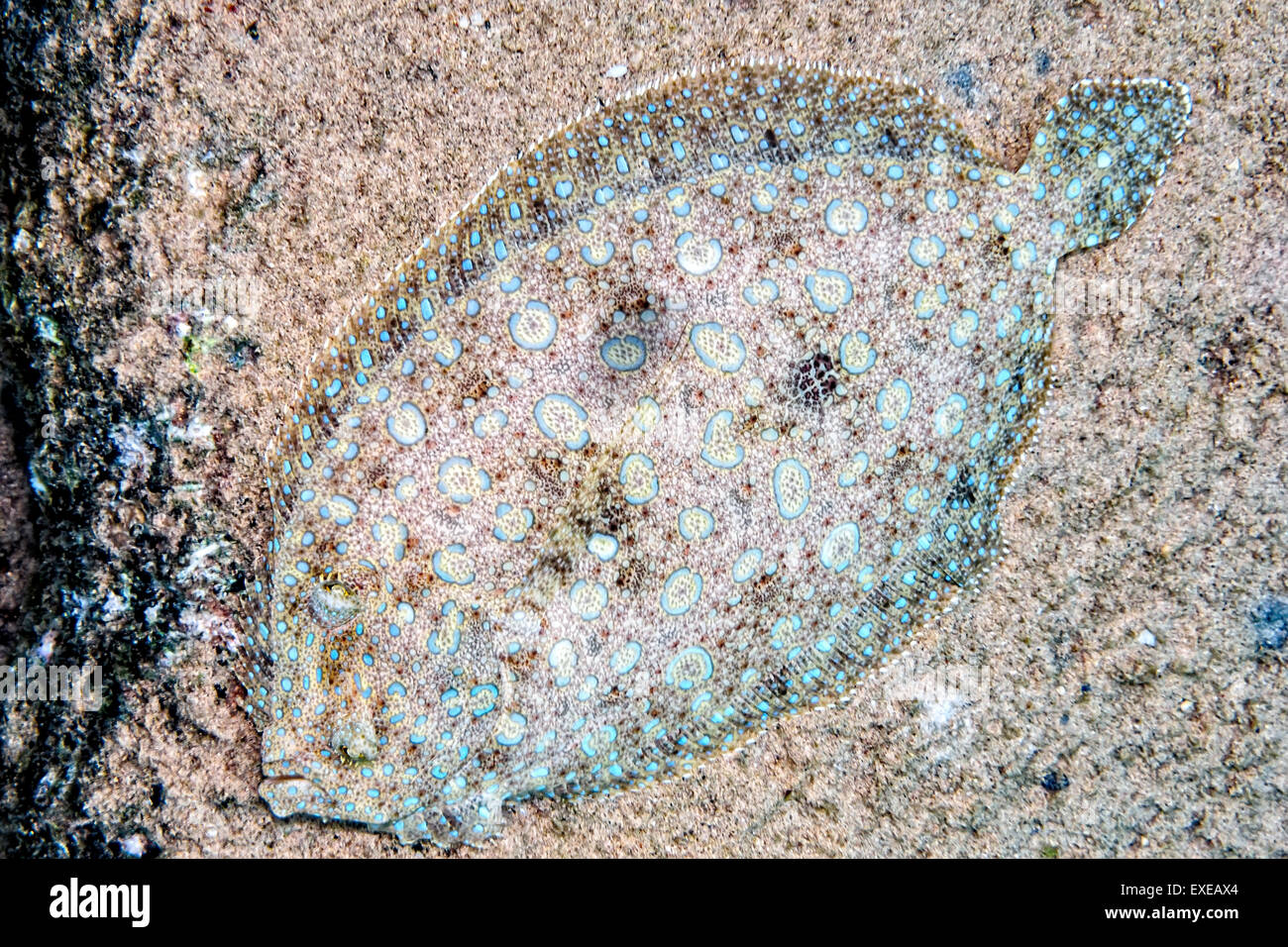 Peacock Flounder Camouflaging at Bari's Reef, Bonaire Stock Photo Alamy