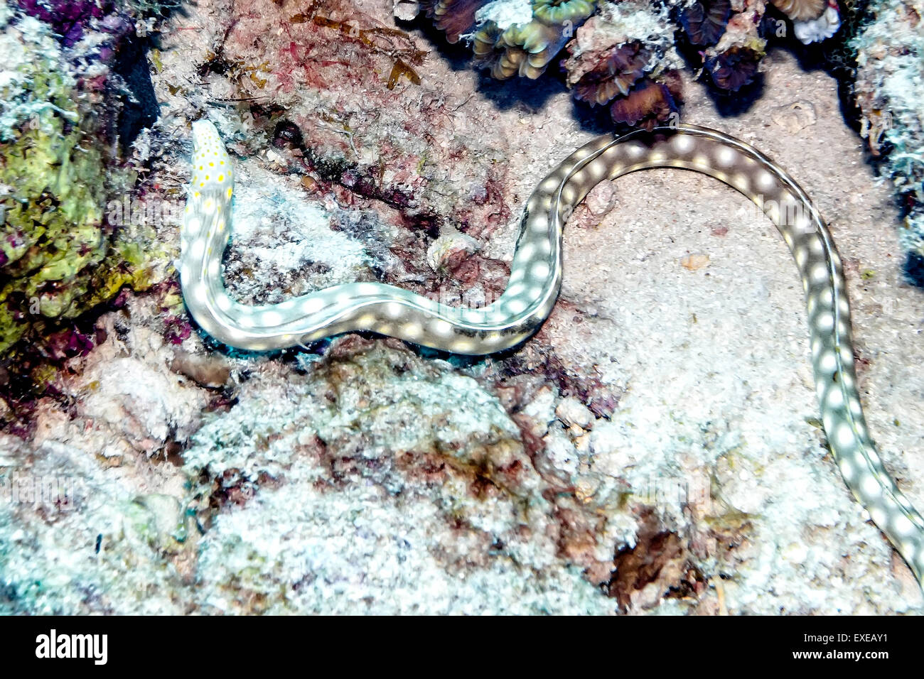 Sharptail Eel finding her way at Bari's Reef in Bonaire Stock Photo