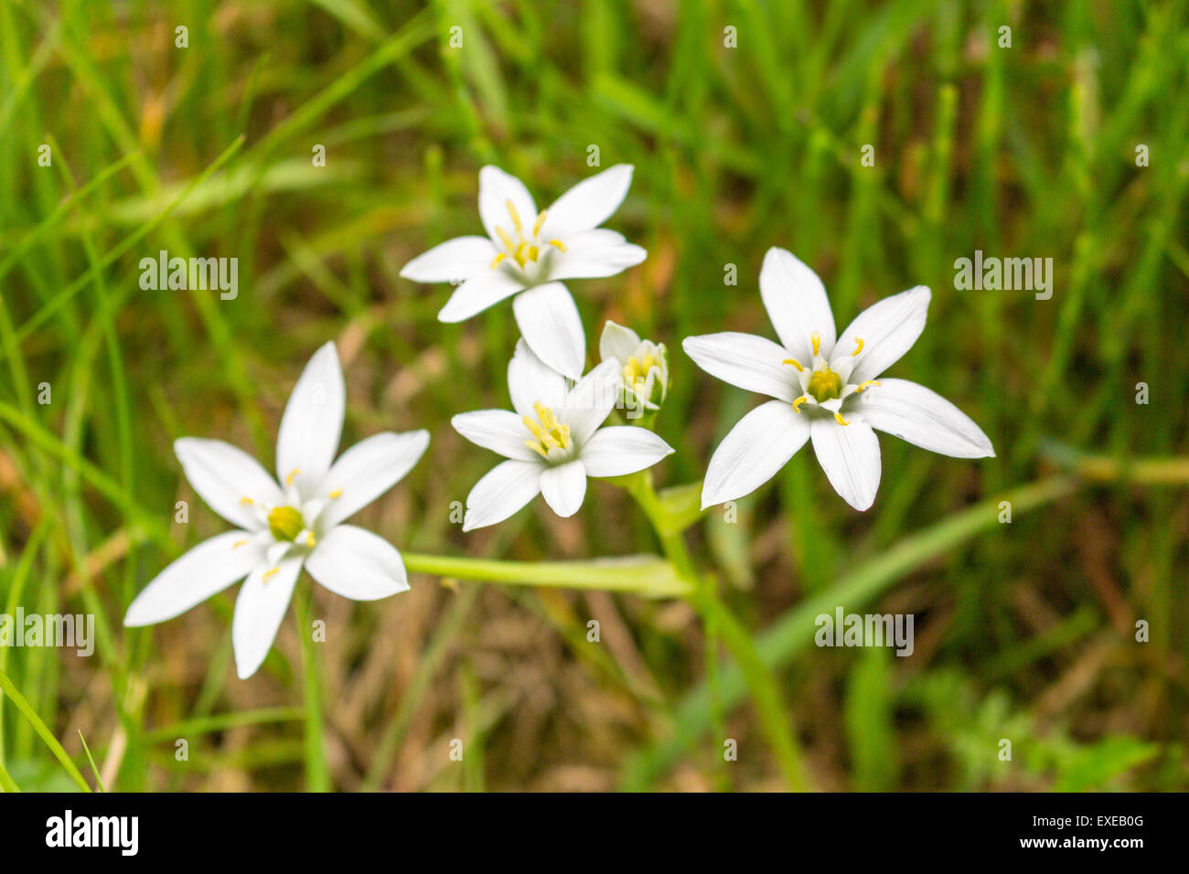 white flowers with 6 petals on green weeds Stock Photo