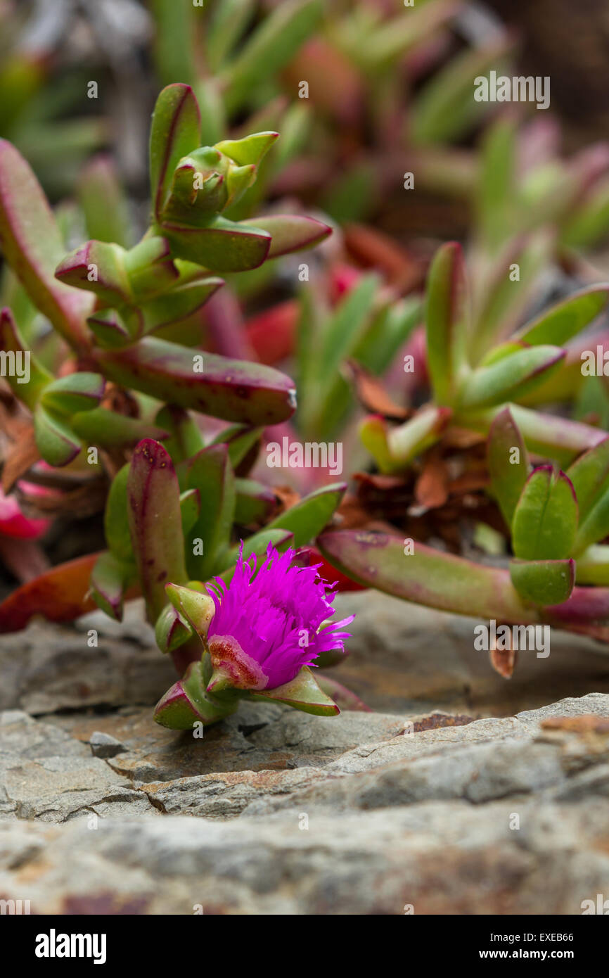 coastal ground cover succulent in the California coast Stock Photo Alamy