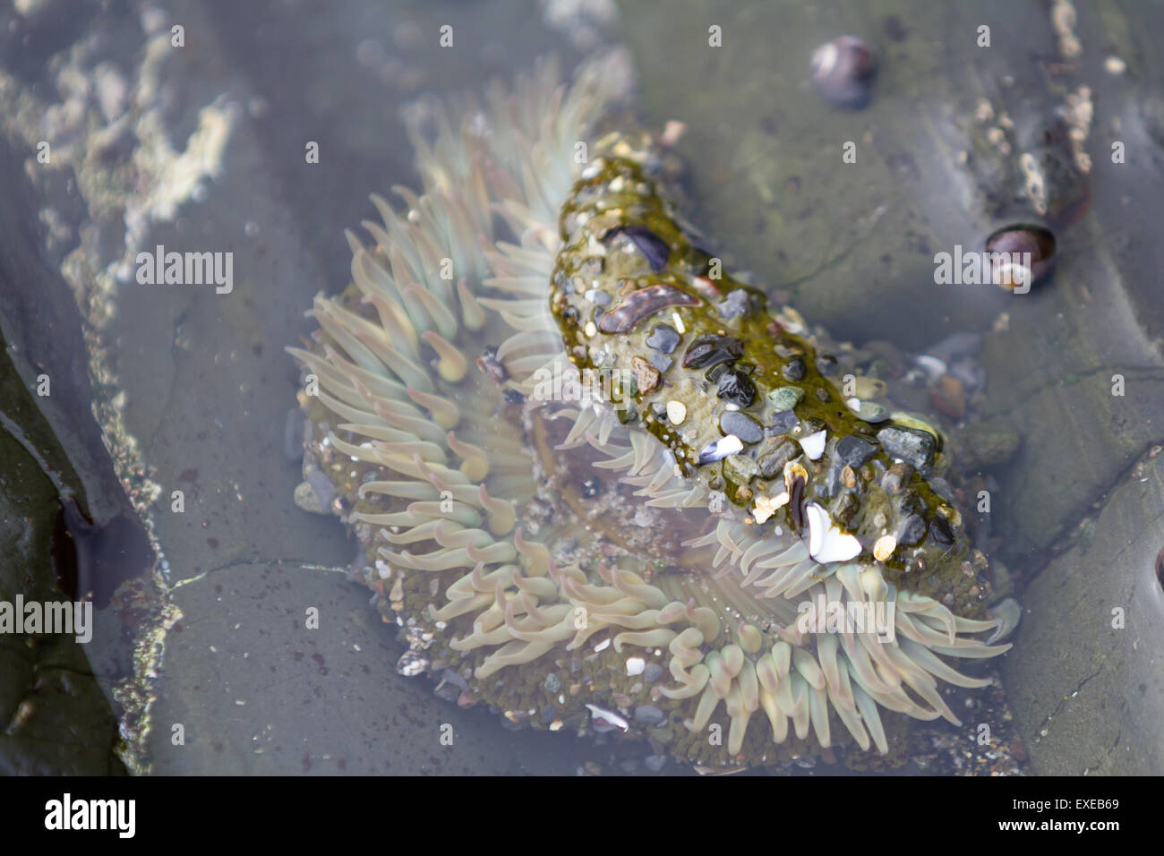 close up of a Sea Anemone in a tilde pool in California Stock Photo