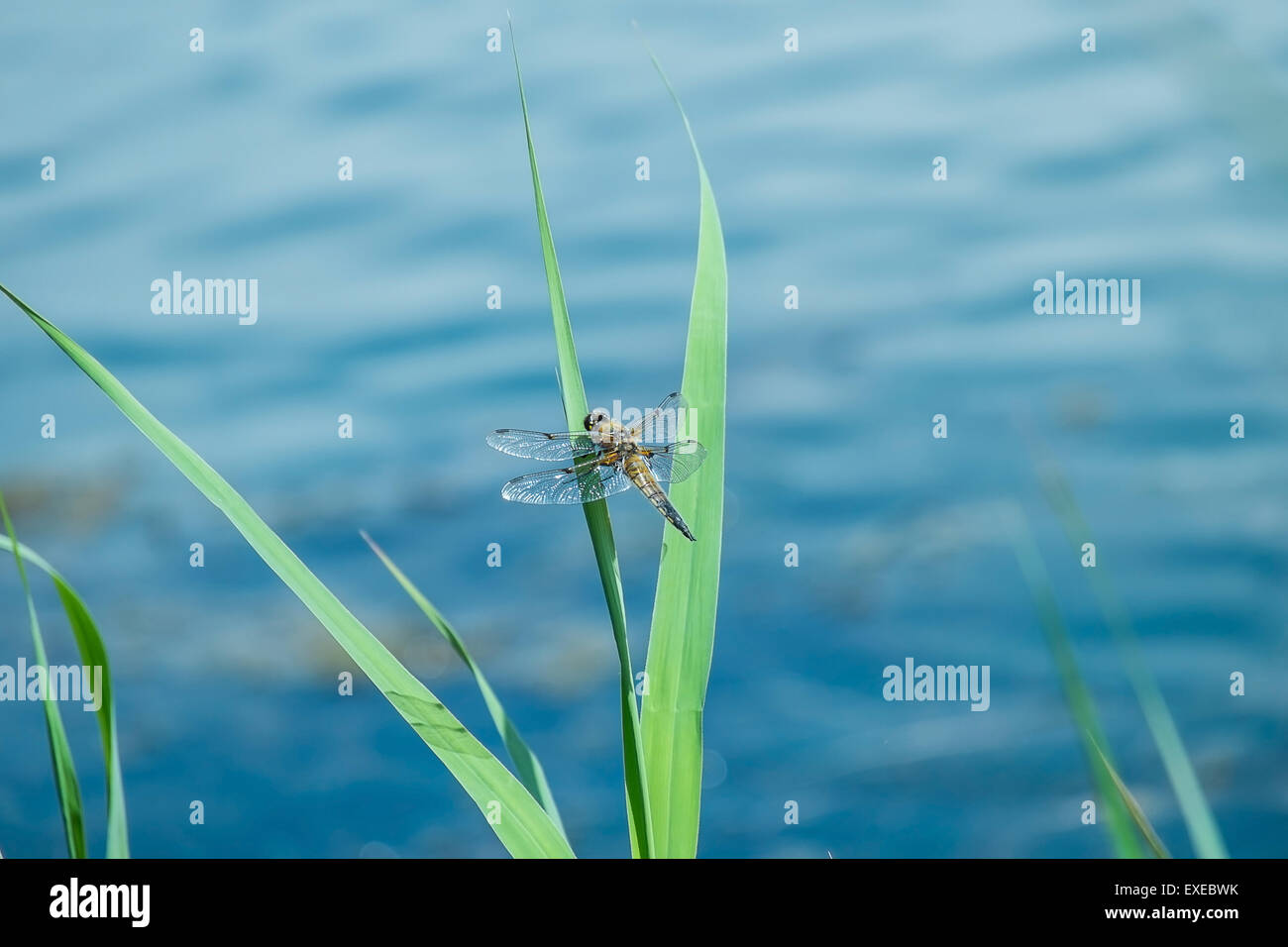 four spotted chaser dragonfly at rest on grass near water Stock Photo