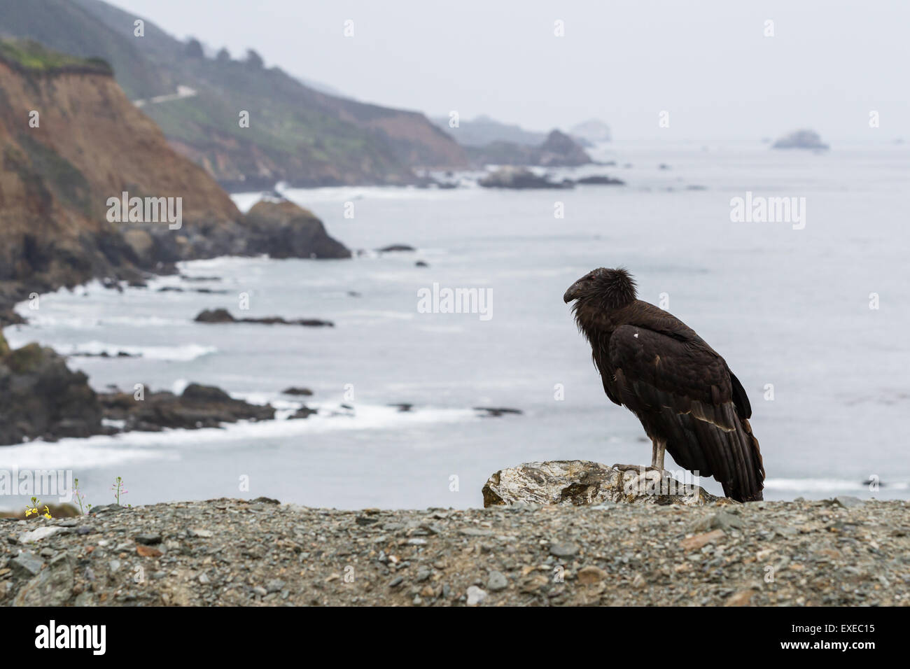 a wild California condor with a classic coastal scene in Big Sur